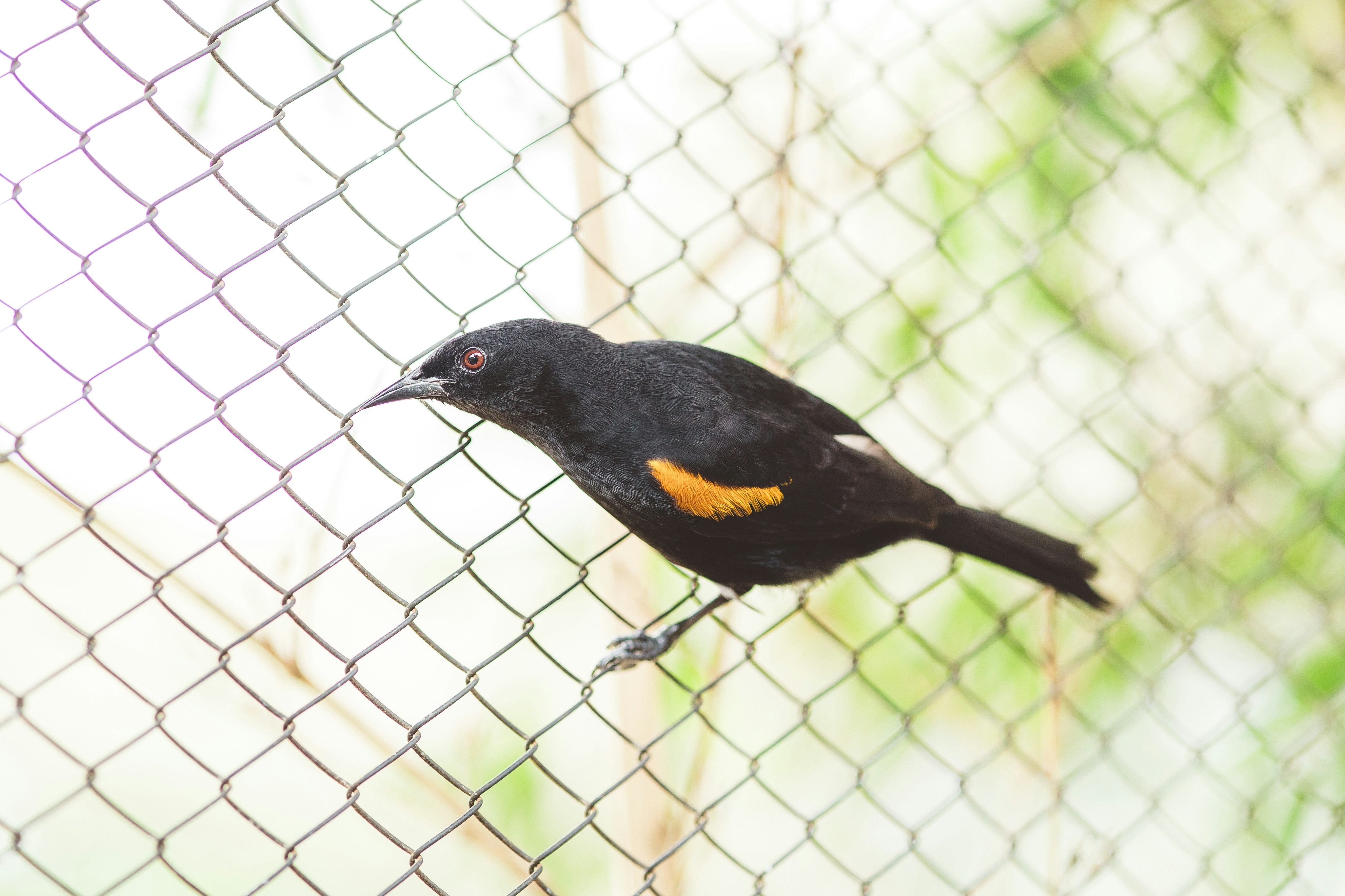 A black bird with orange wing patches on a fence.