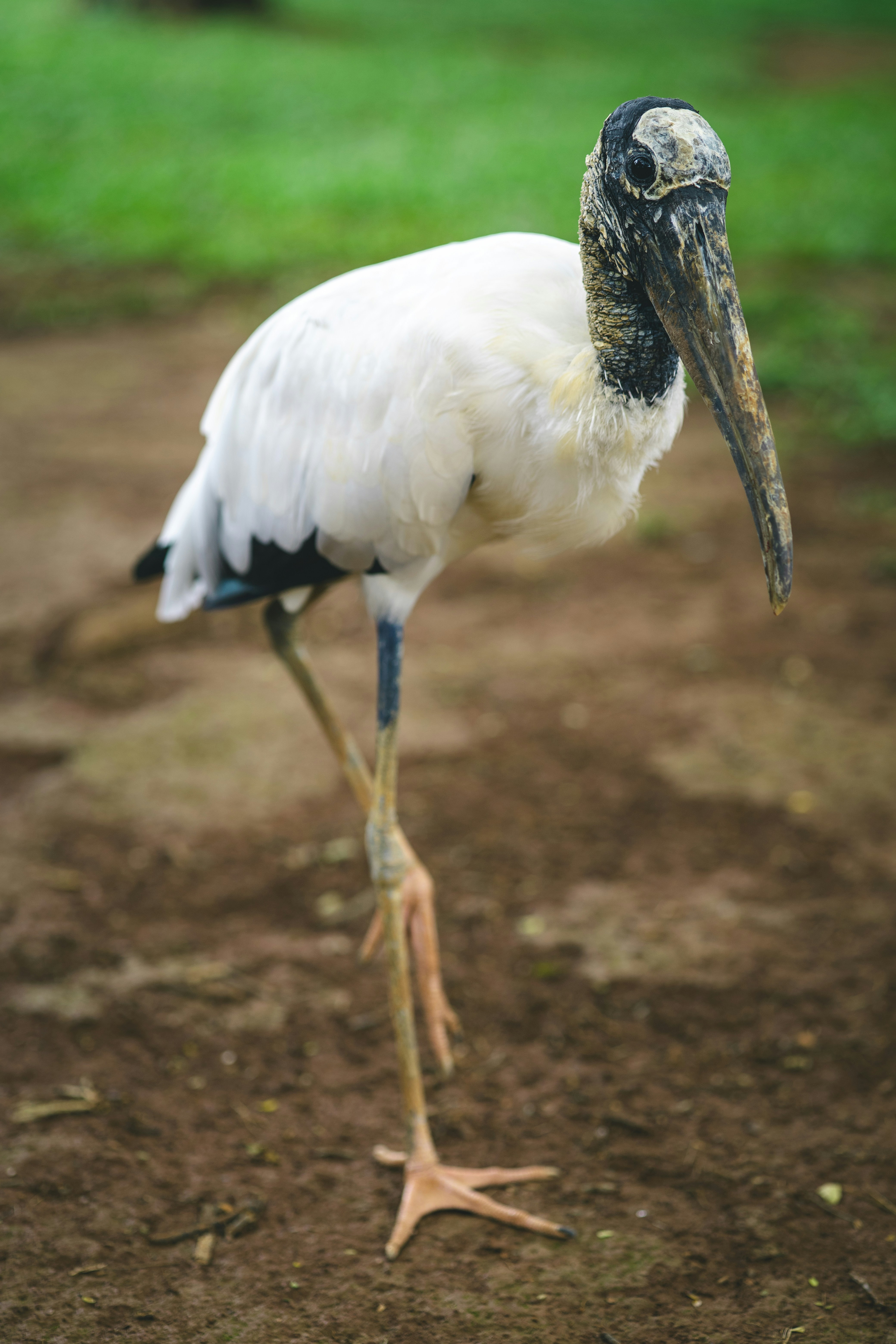 A white bird with a black head and long beak.