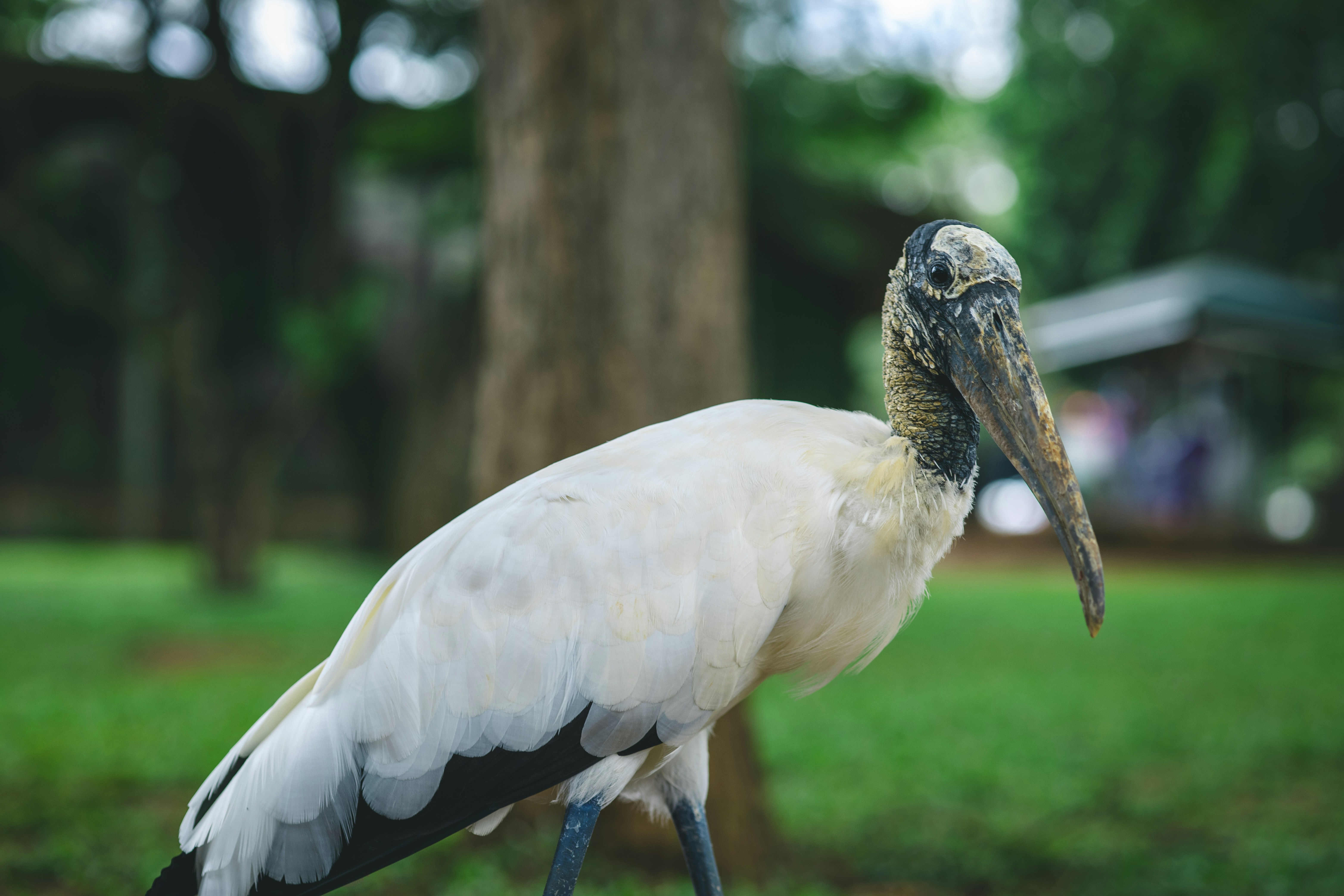 A white bird with black wing tips stands outdoors.