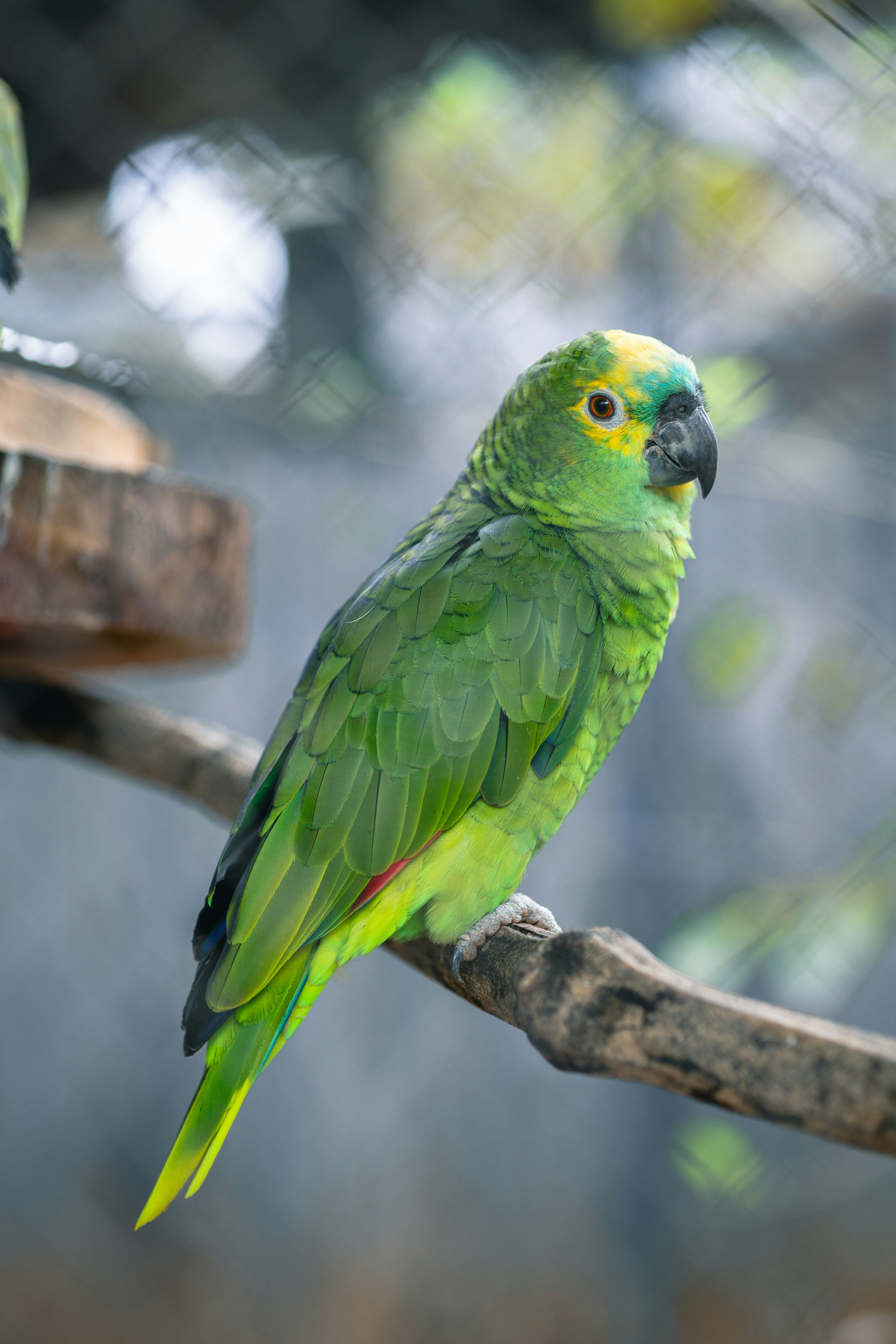 A bright green parrot perches on a branch.