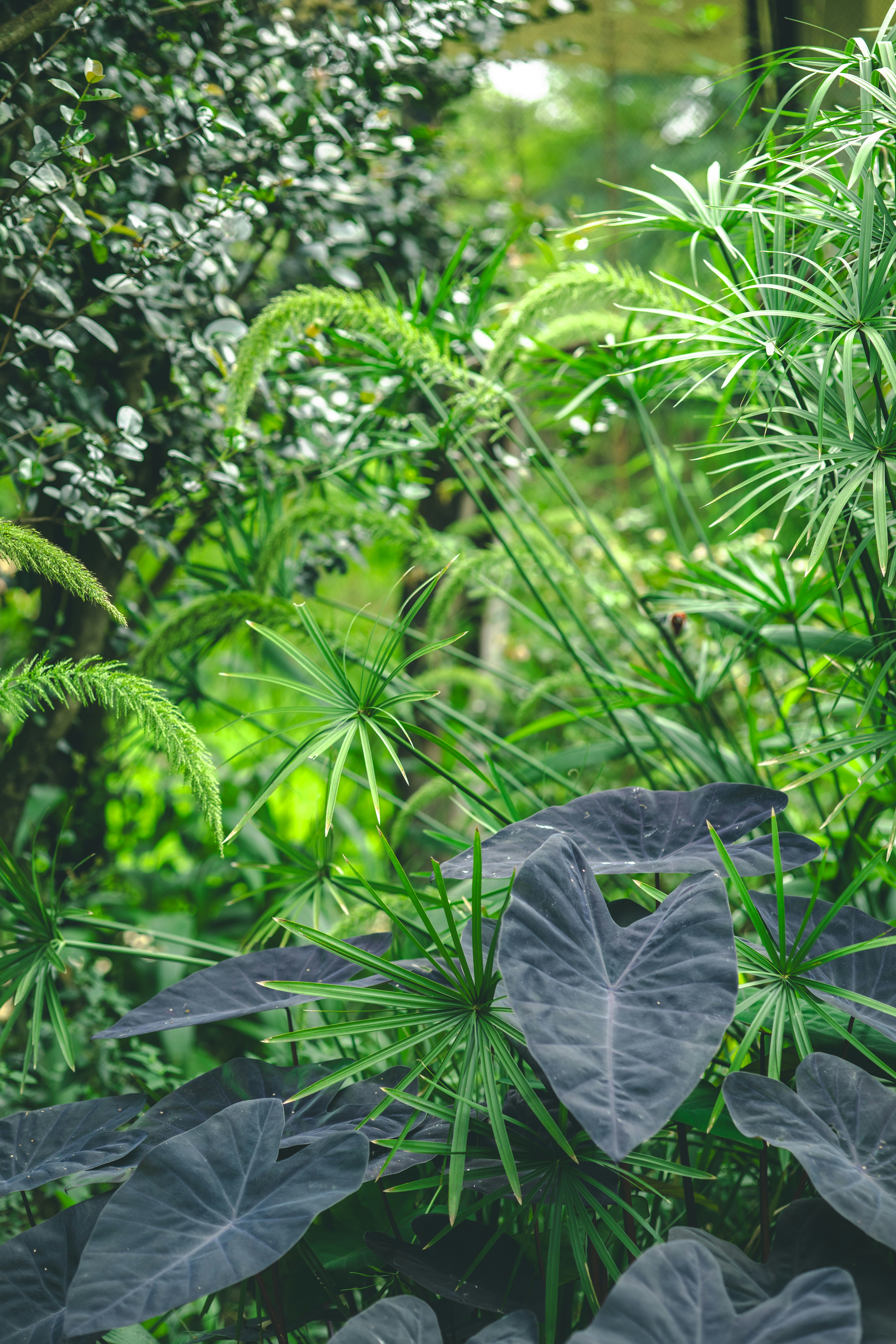 Lush green foliage with dark elephant ear leaves in foreground.