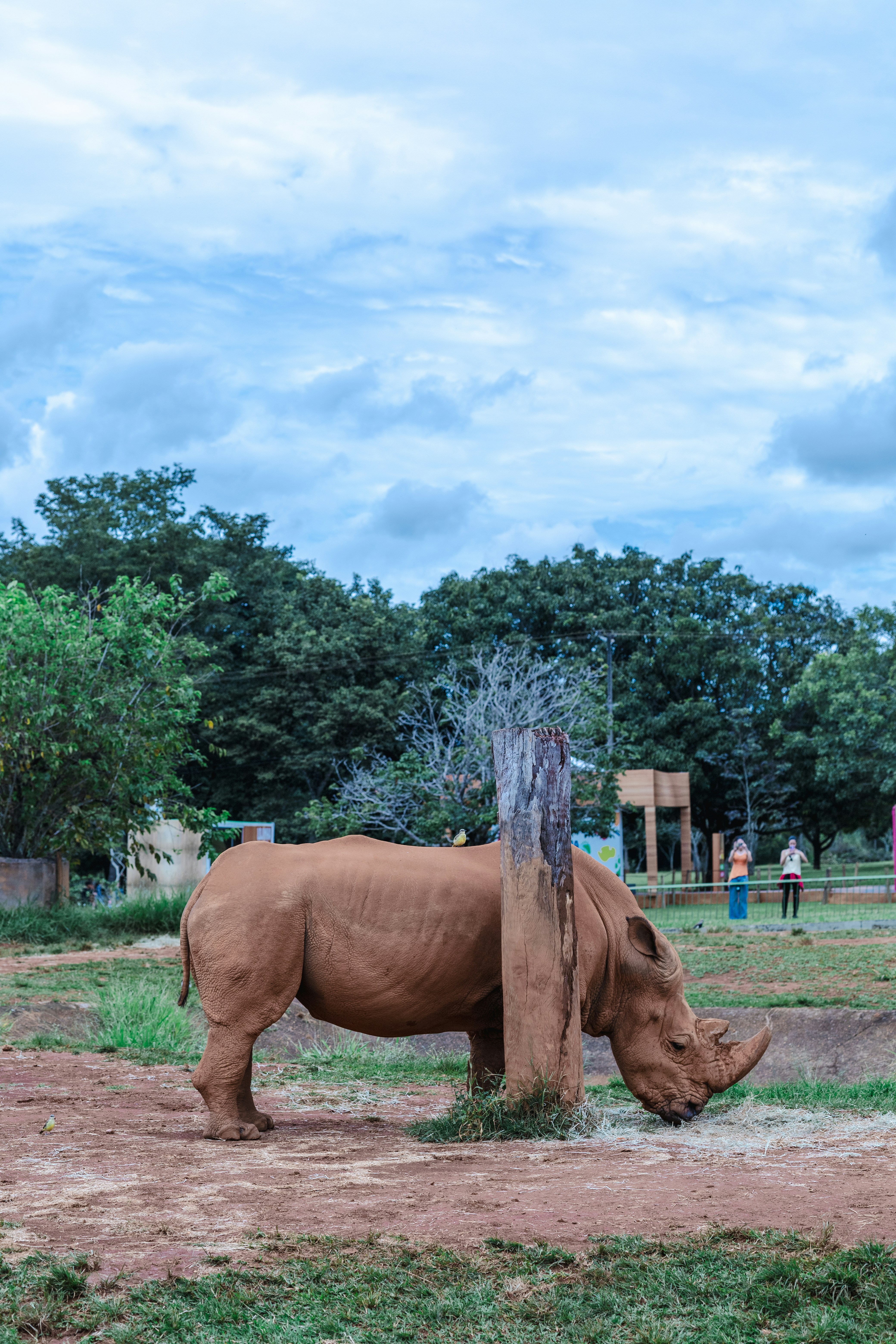 A rhino stands near a tree in an enclosure.