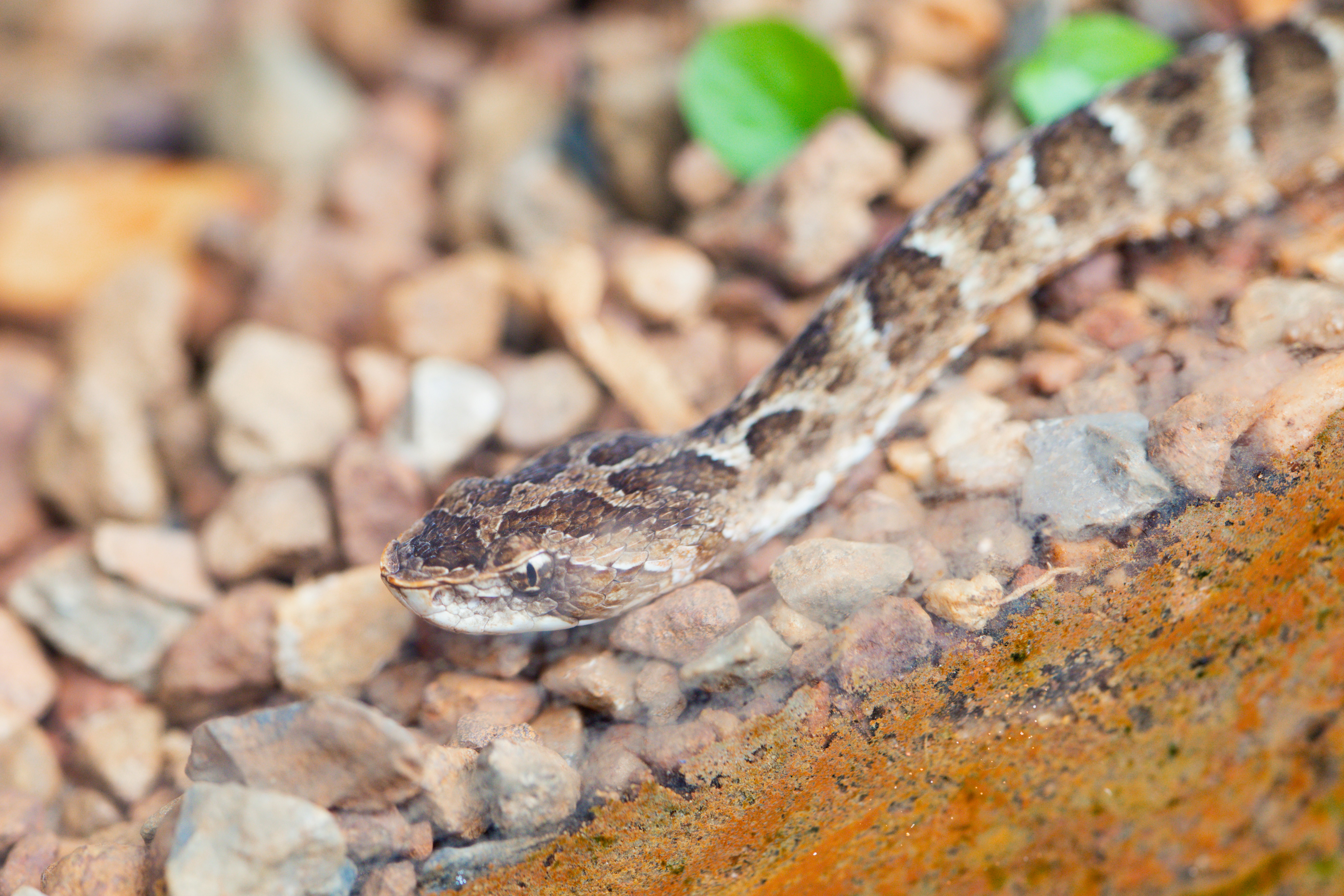 A rattlesnake slithers over rocky ground with green leaves.