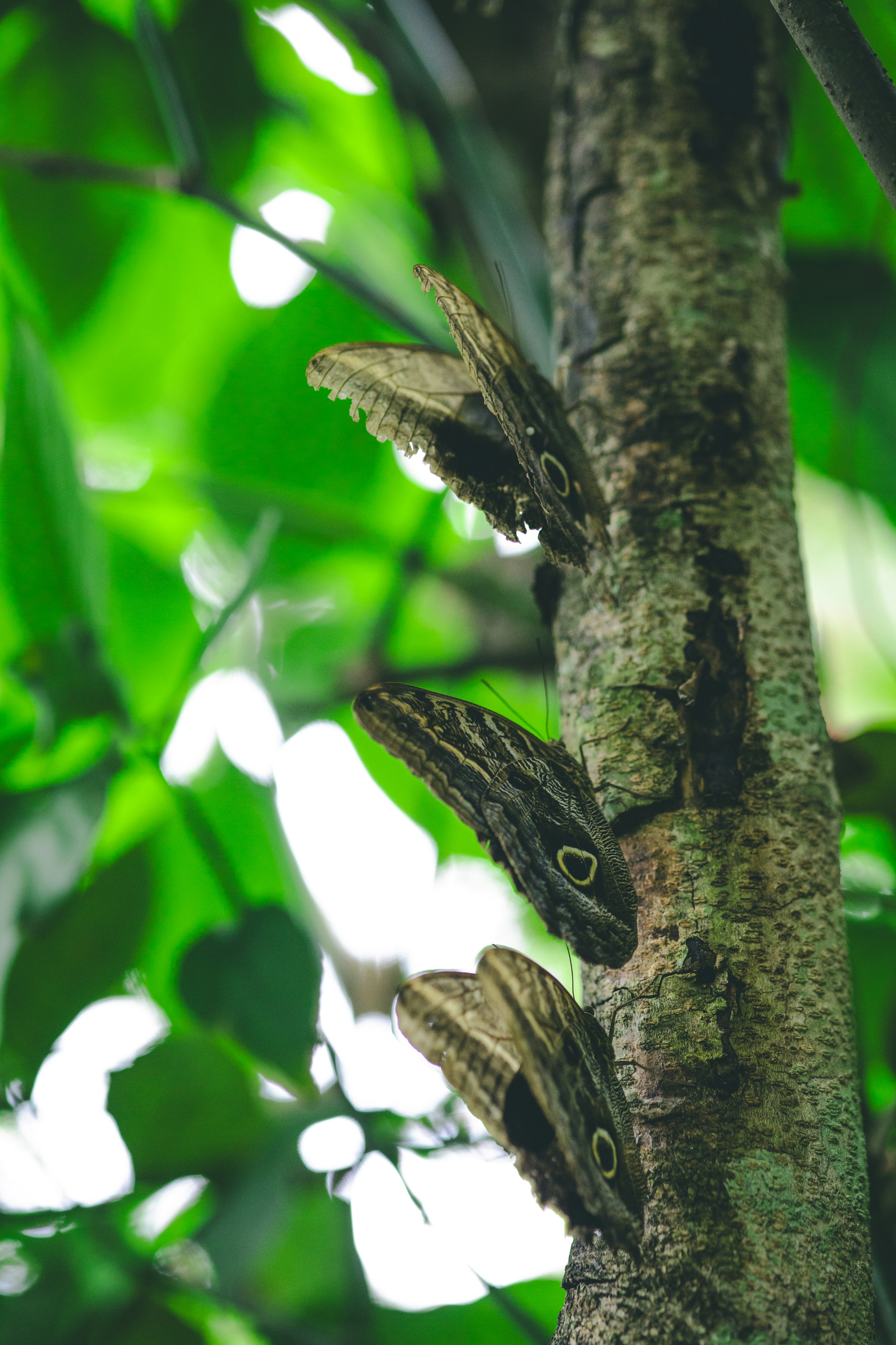 Tiga kupu-kupu burung hantu beristirahat di batang pohon.