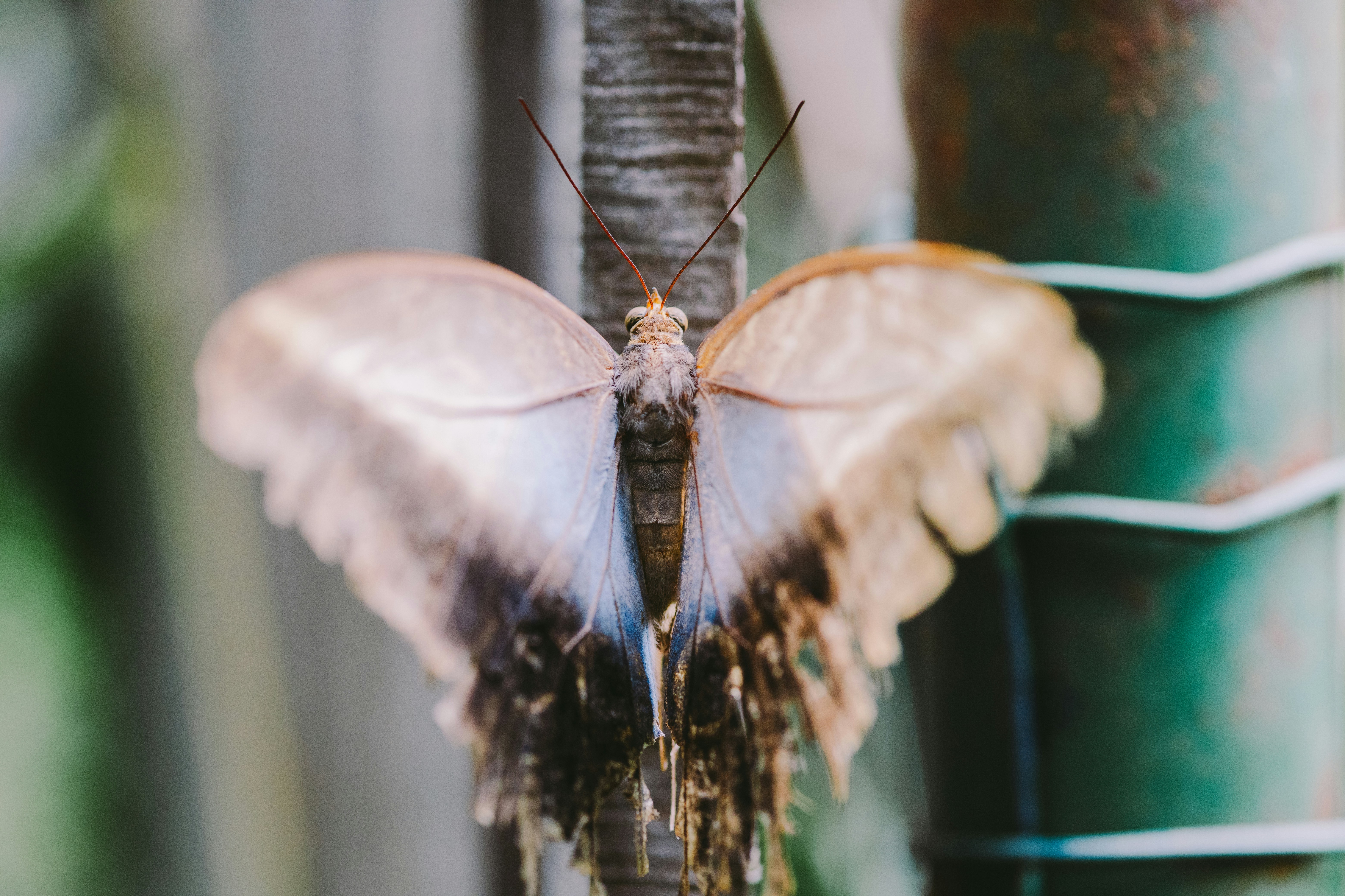 A large butterfly rests on a tree trunk.