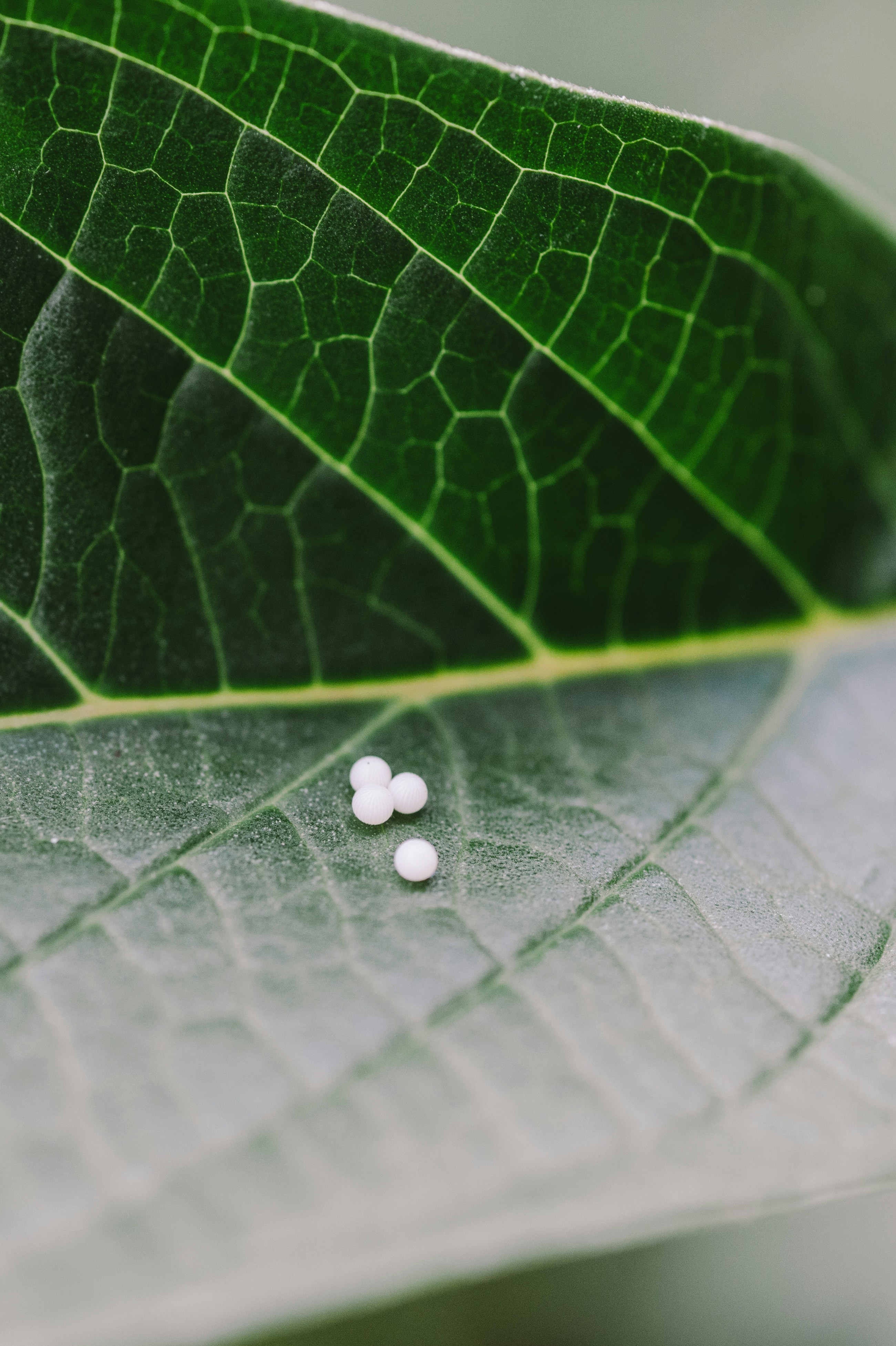 Tiny white spheres on a green leaf