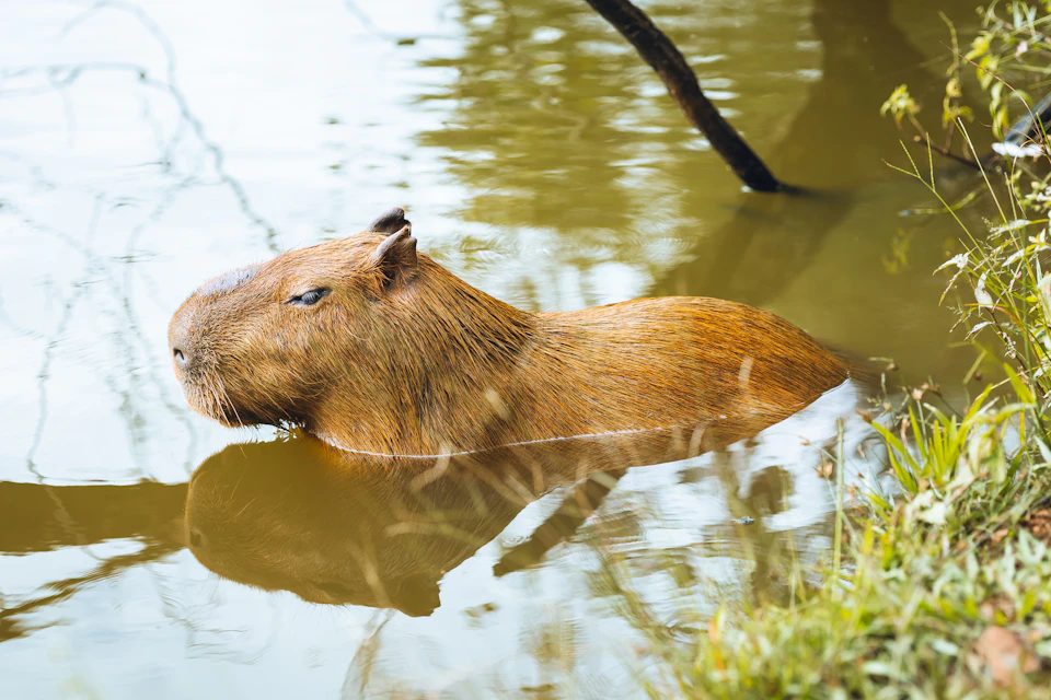 Brown rodent swims in water with grass and trees in the background