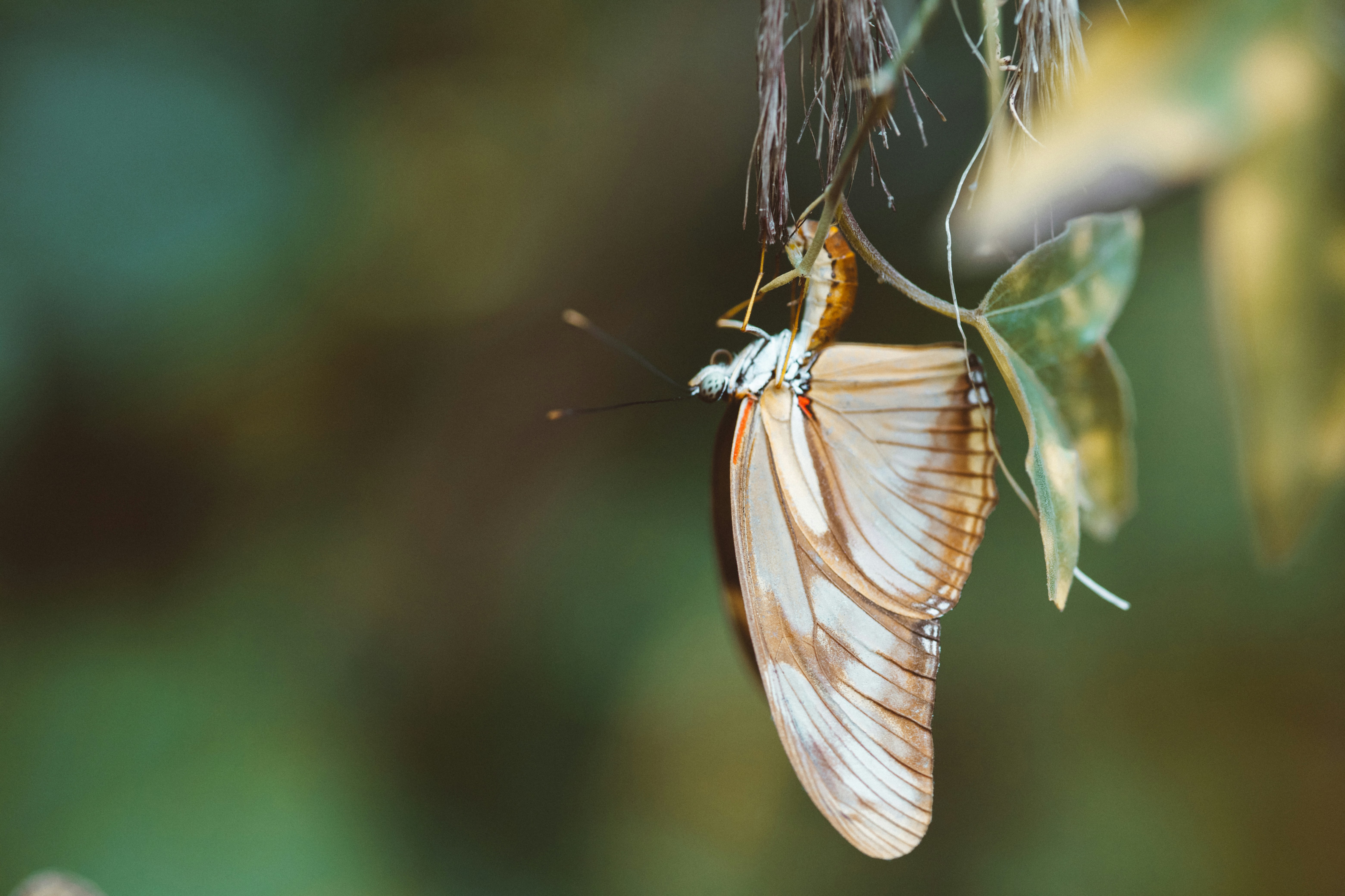 A light brown butterfly hanging from a branch.