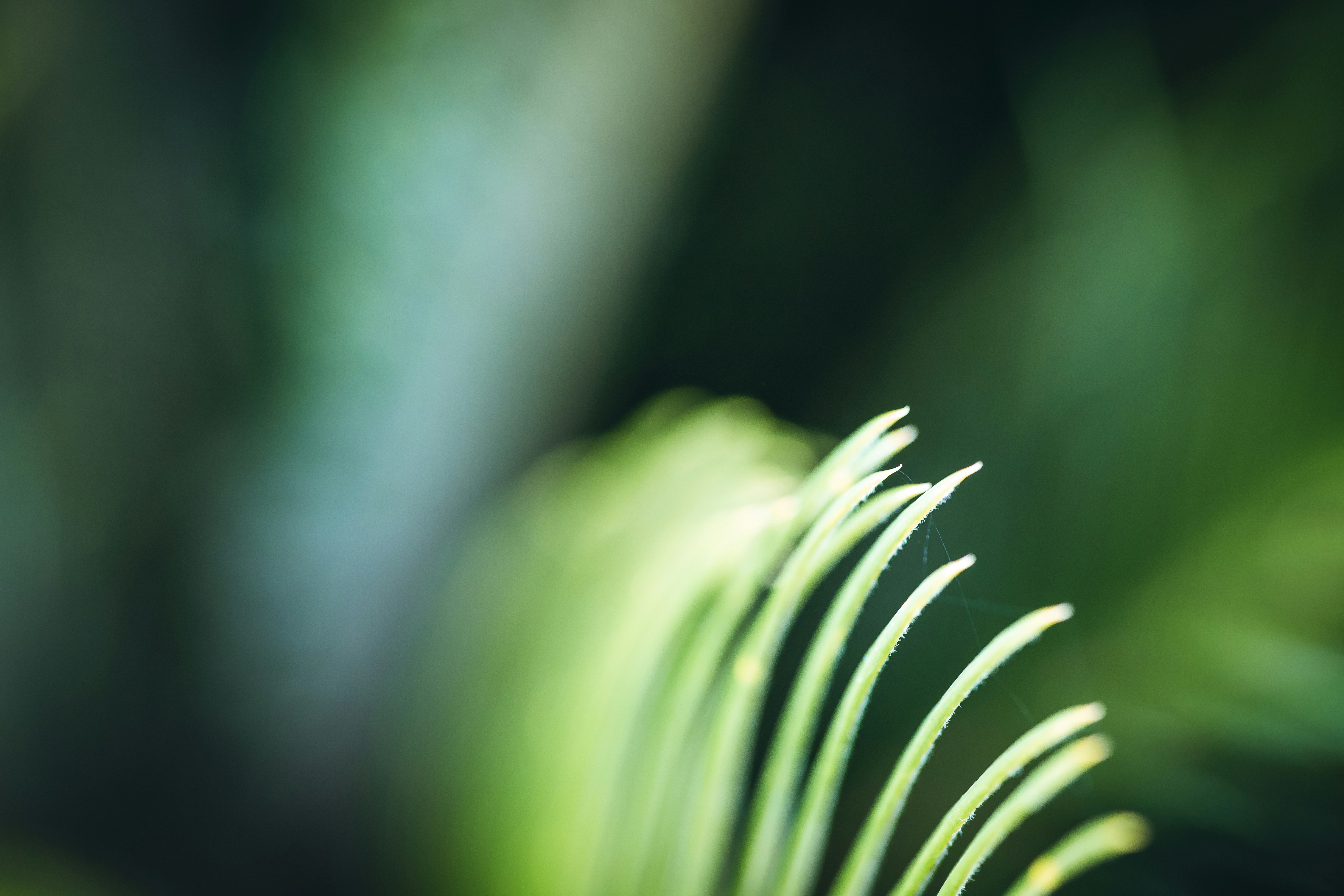 Close-up of green palm fronds with soft focus background.