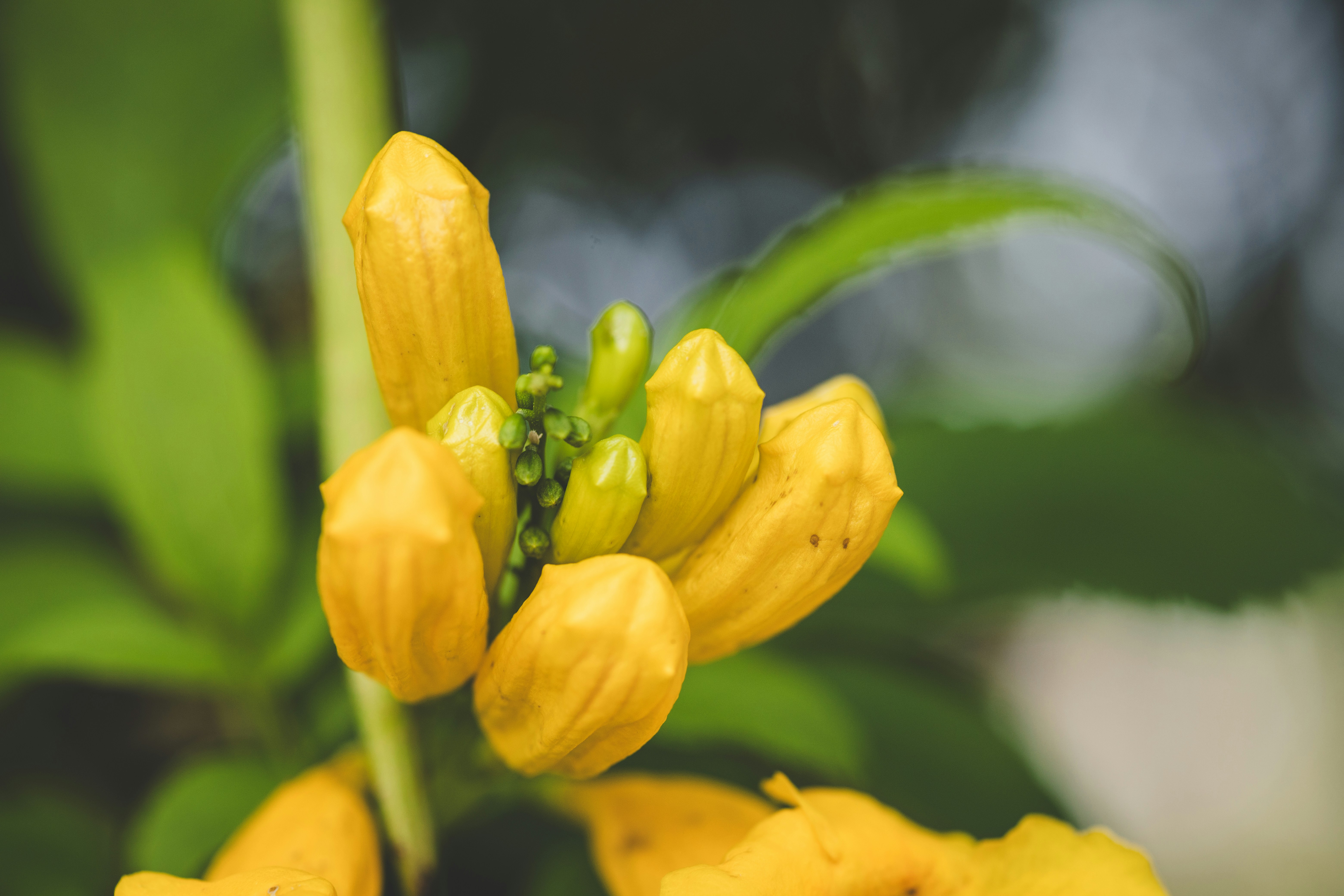 Yellow flower buds on a green leafy background