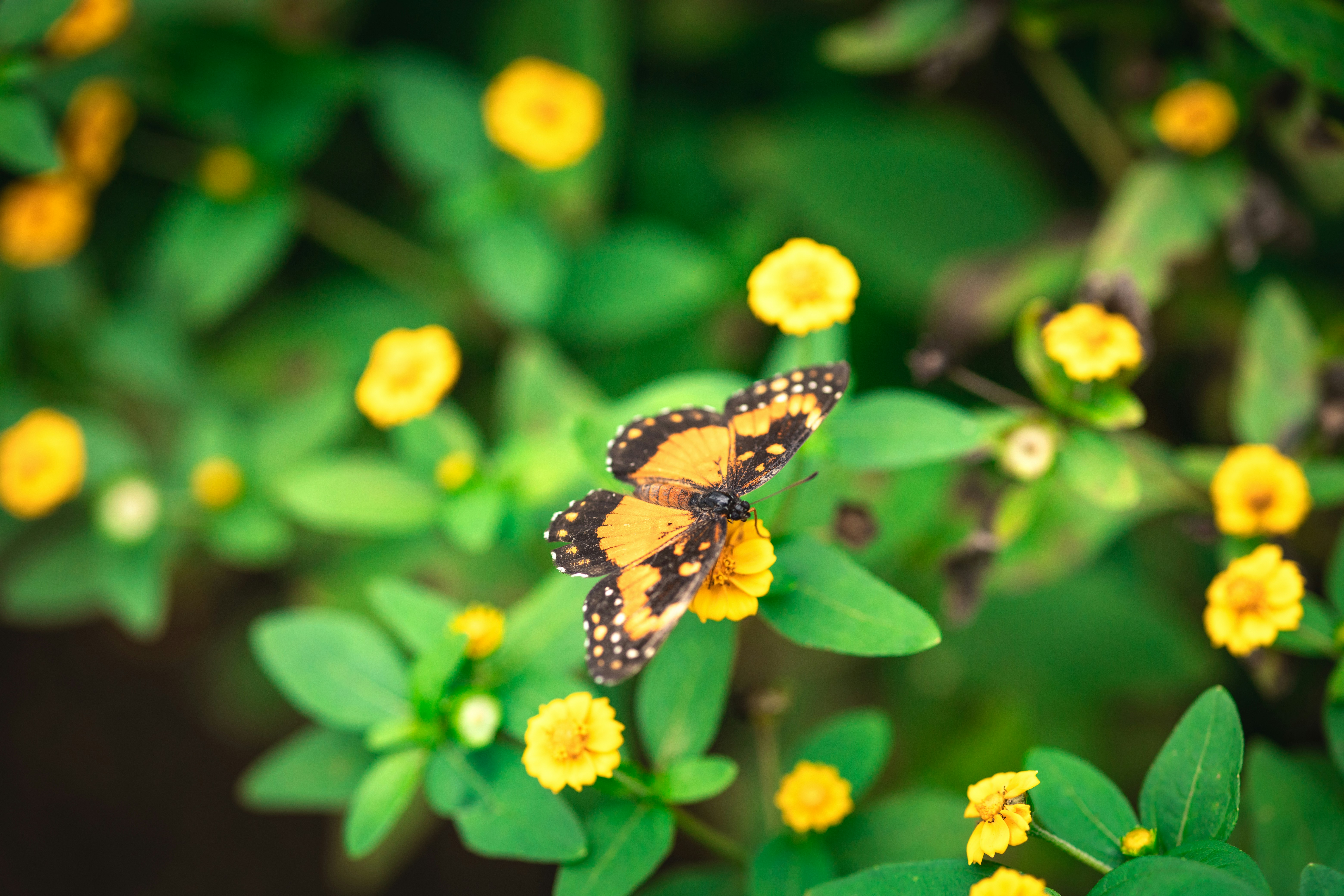 A butterfly rests on a small yellow flower.