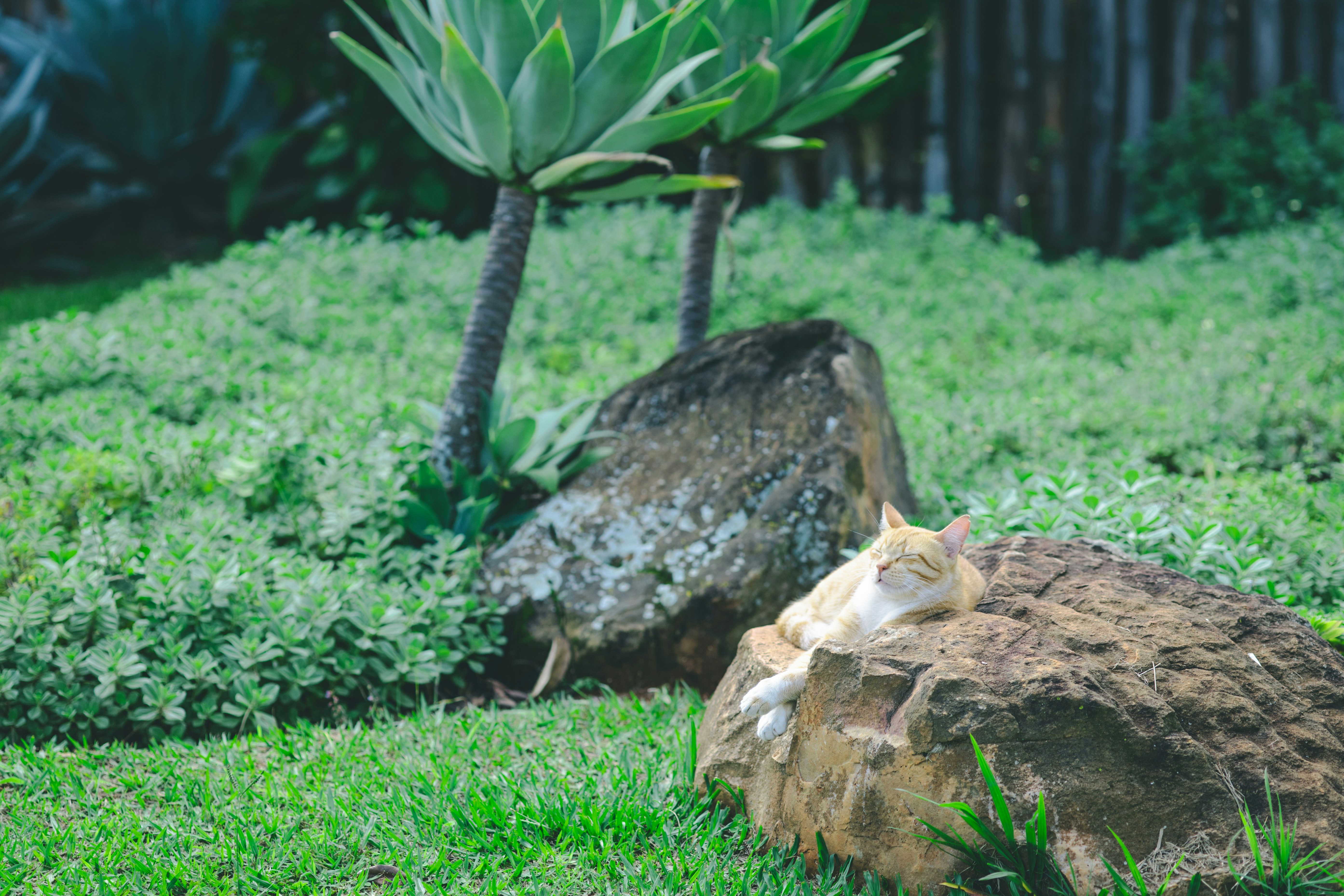 pet garden memorial
