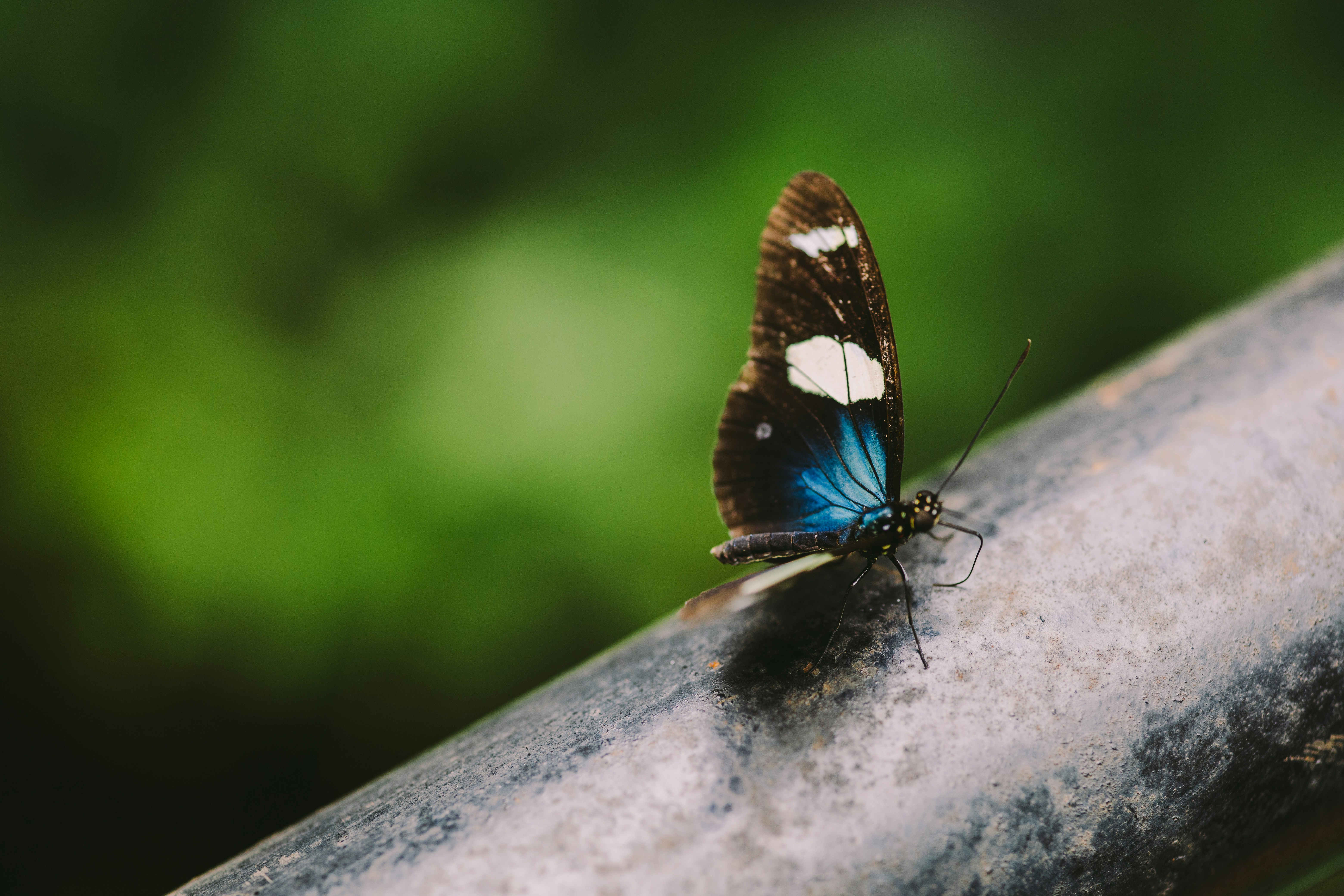 A butterfly with blue wings rests on a metal bar.