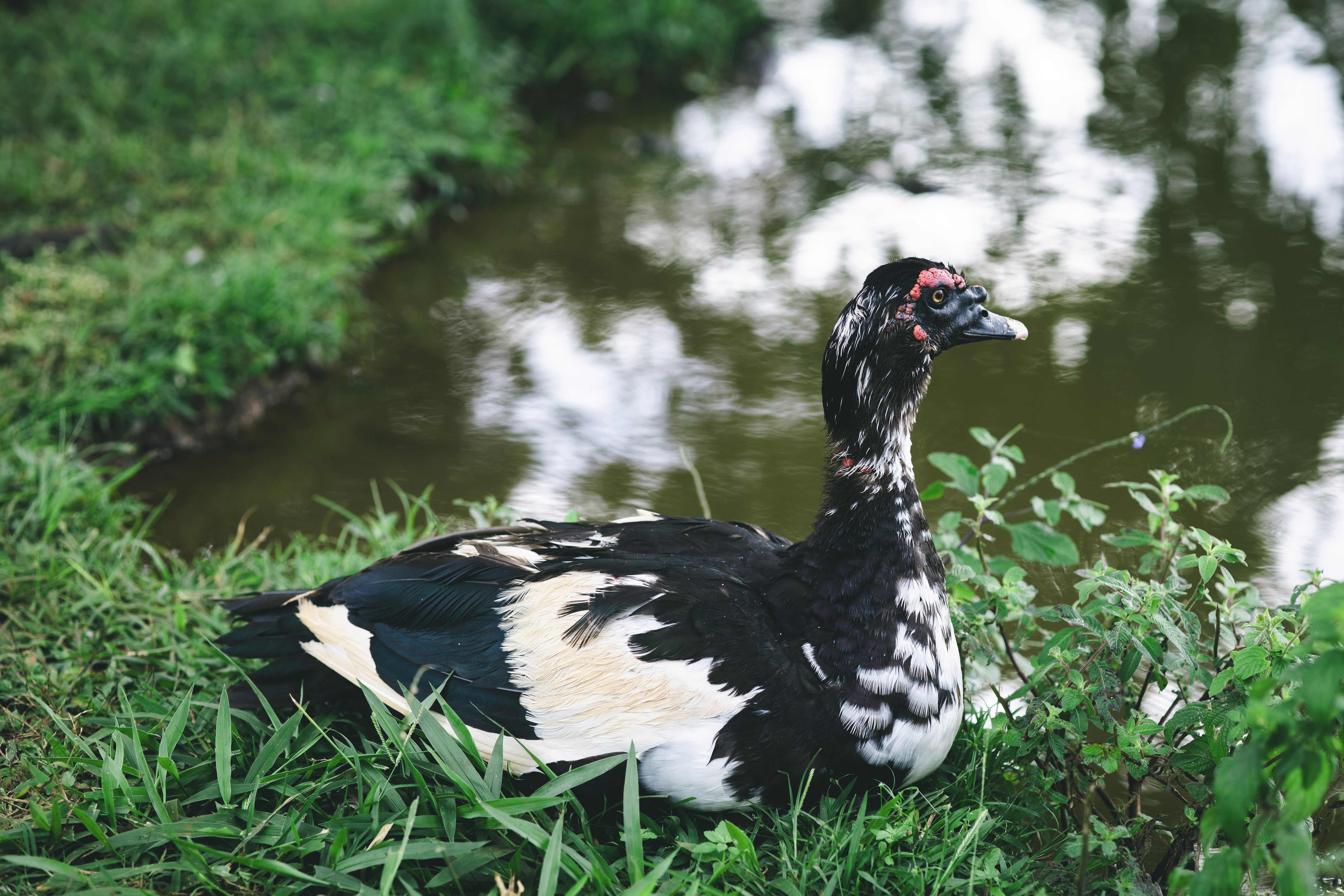A black and white duck rests by the water