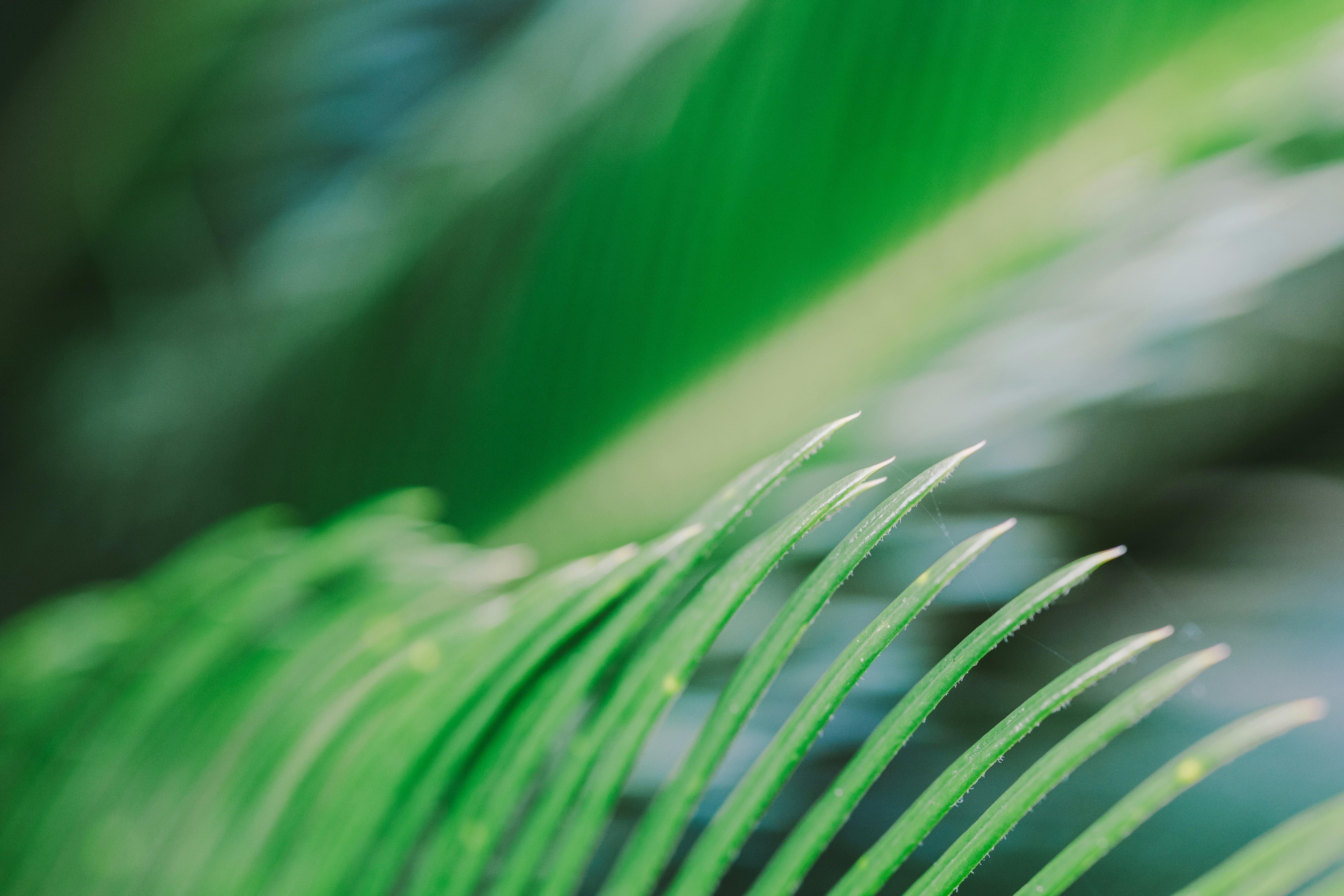 Close-up of vibrant green palm fronds with soft focus background.