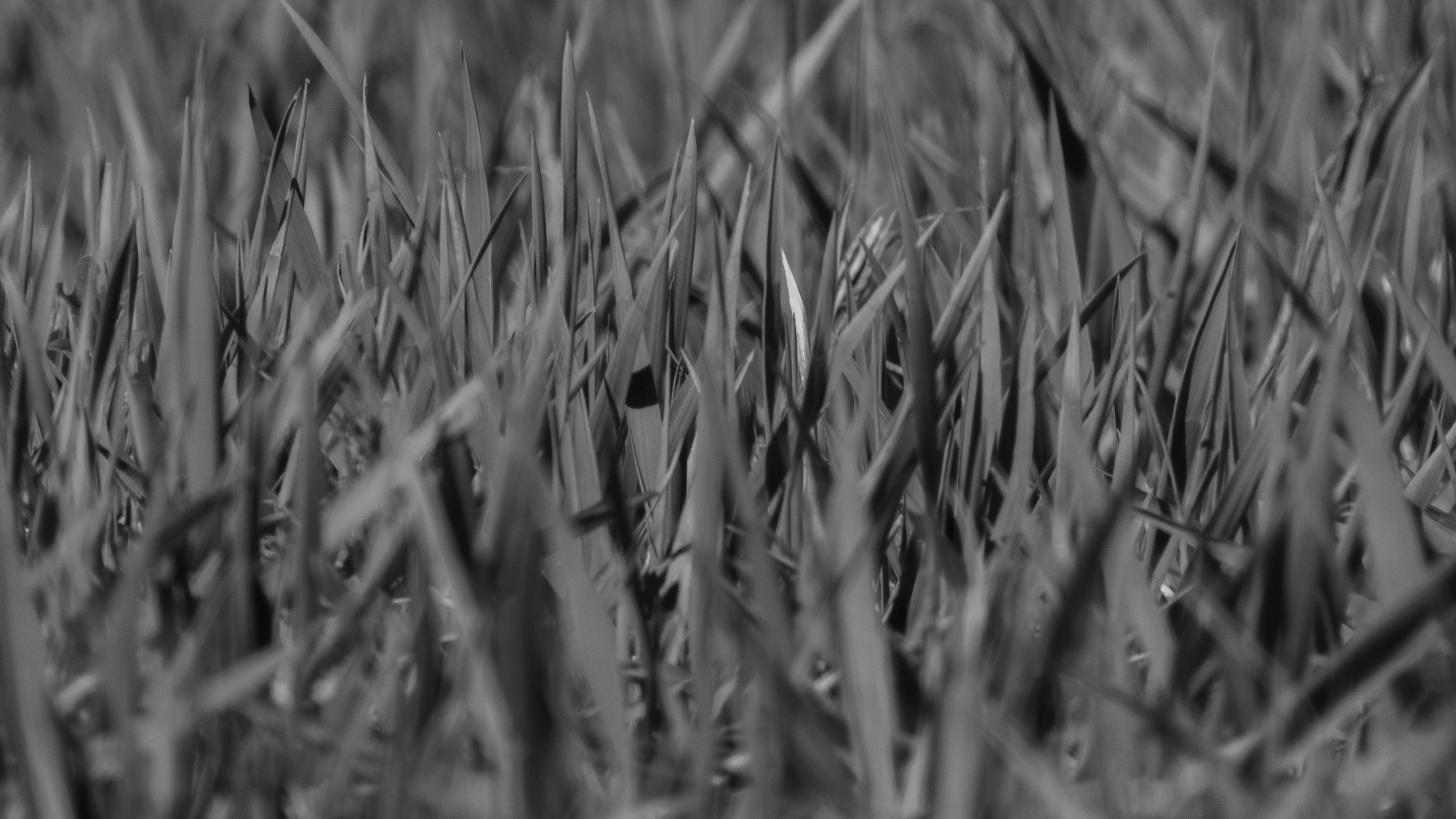 Photo by zdzieblowski