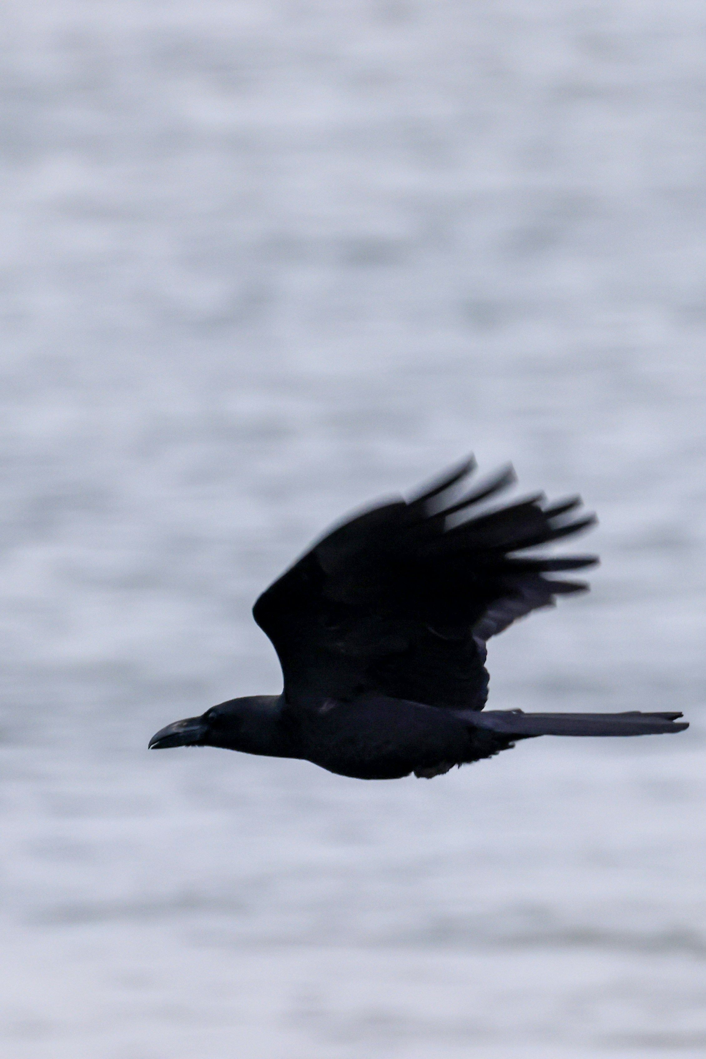 A black crow flies over a blurred background.