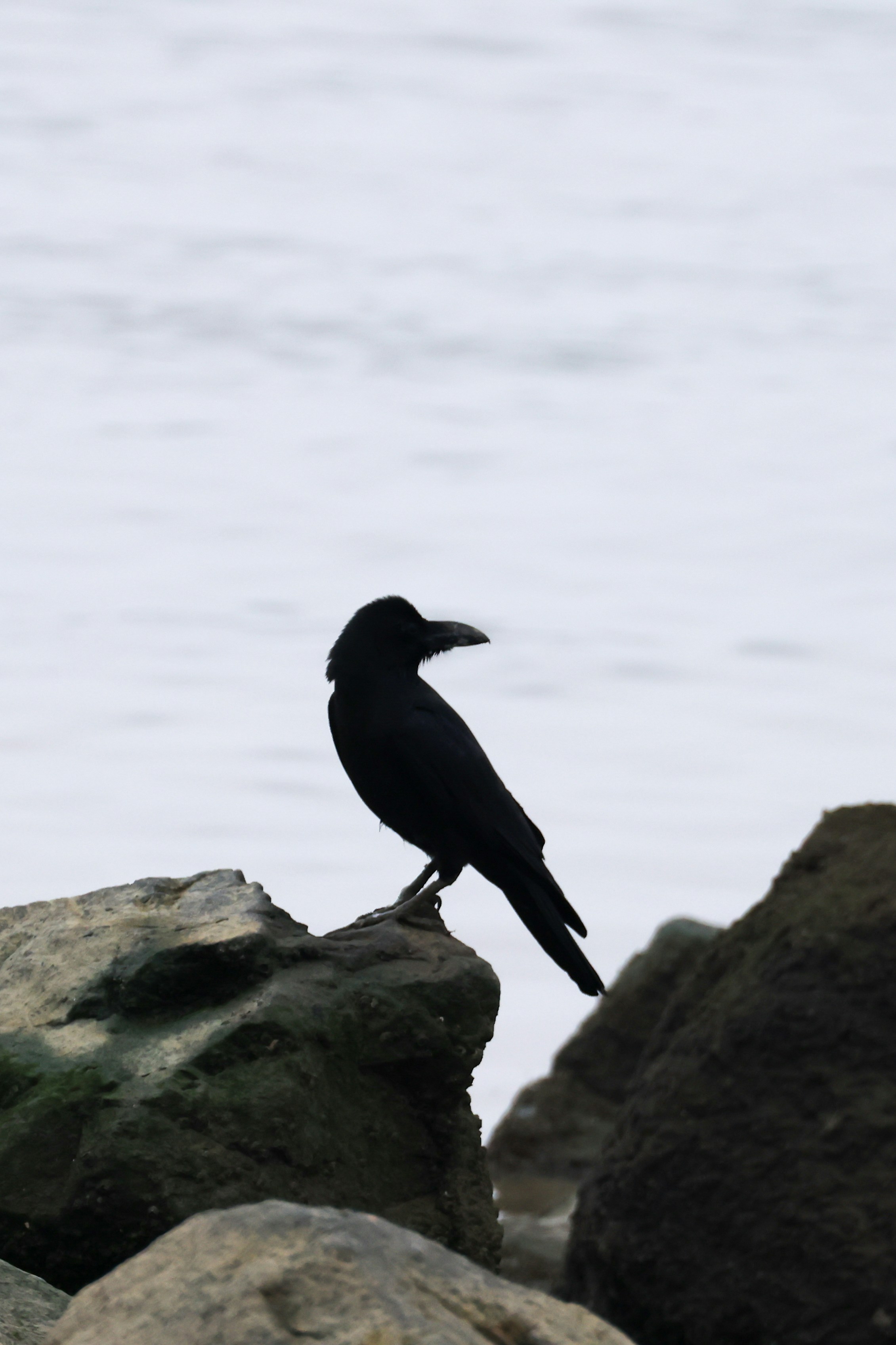 A black crow perched on rocks by the ocean.
