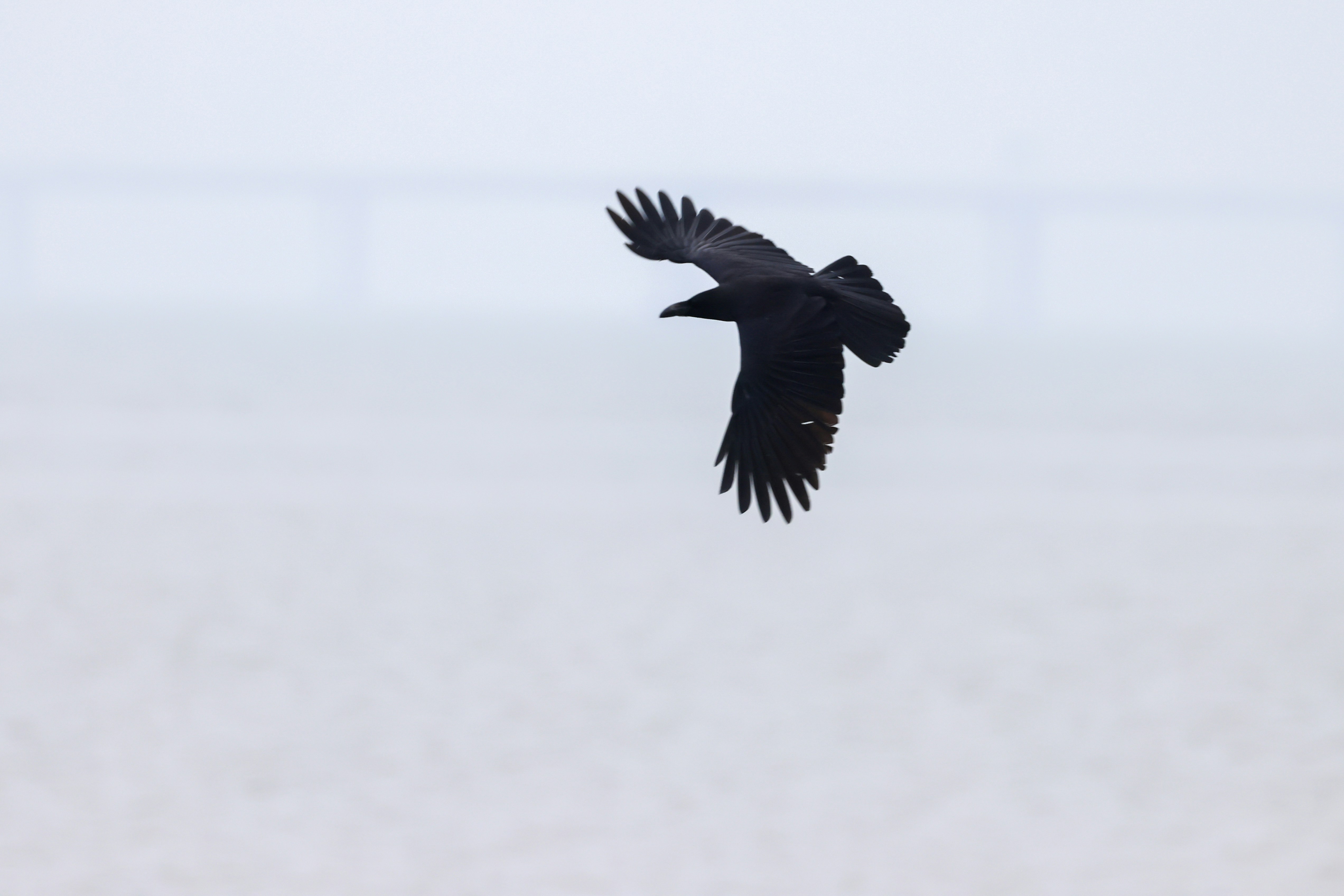 A black bird flying in a foggy sky