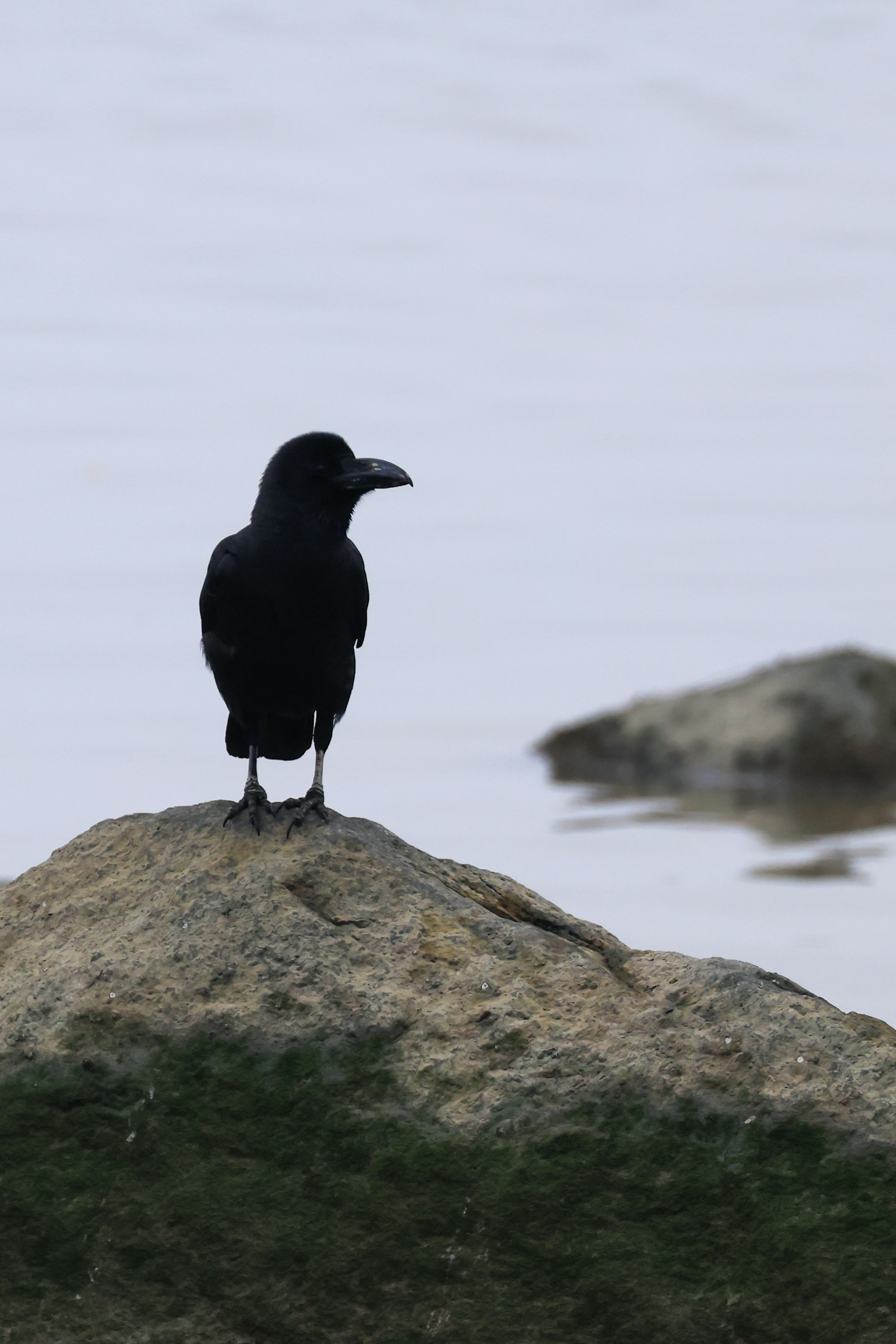 A black crow stands on a rock by the water.