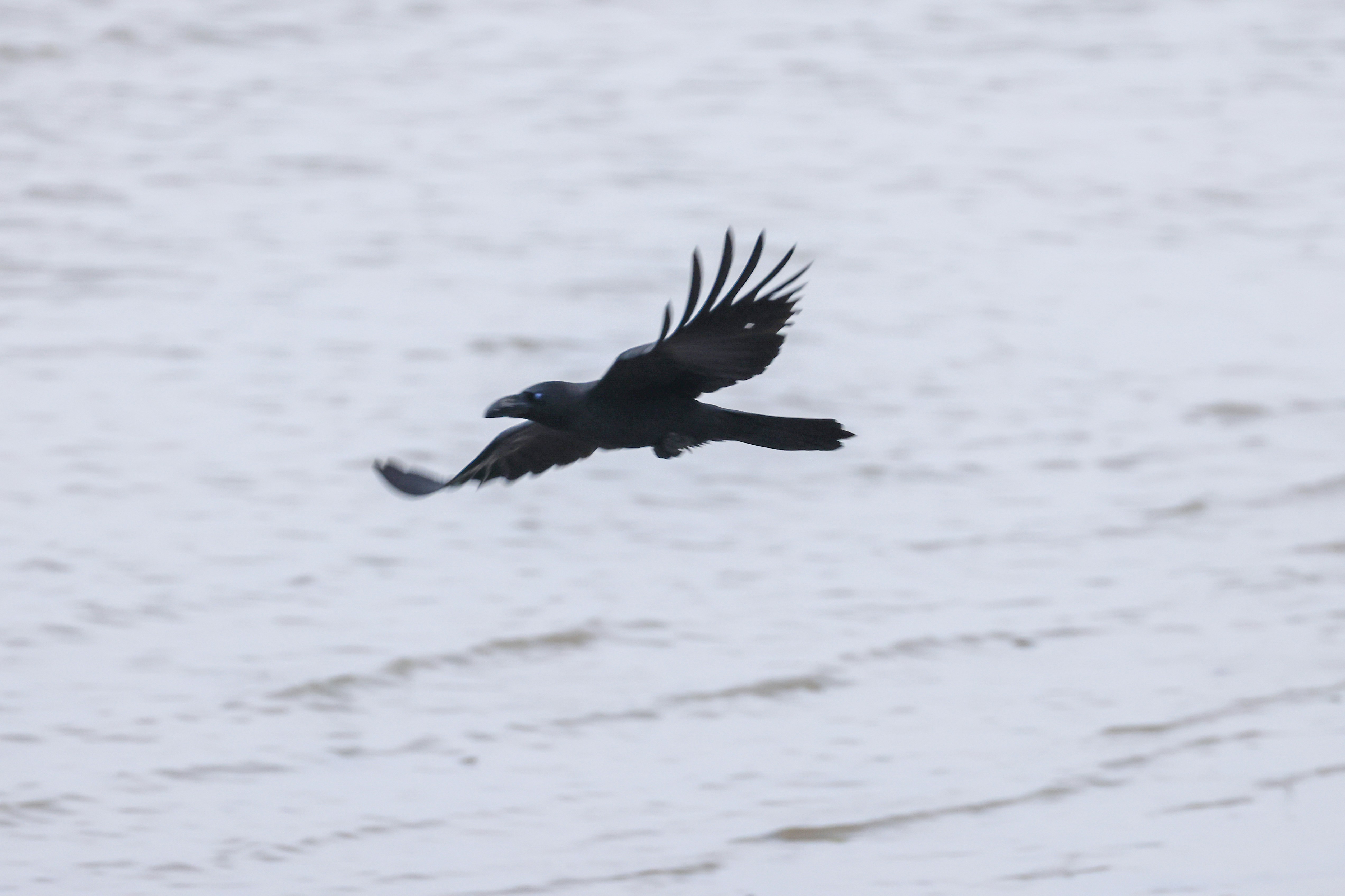 A black raven flies over a snowy landscape