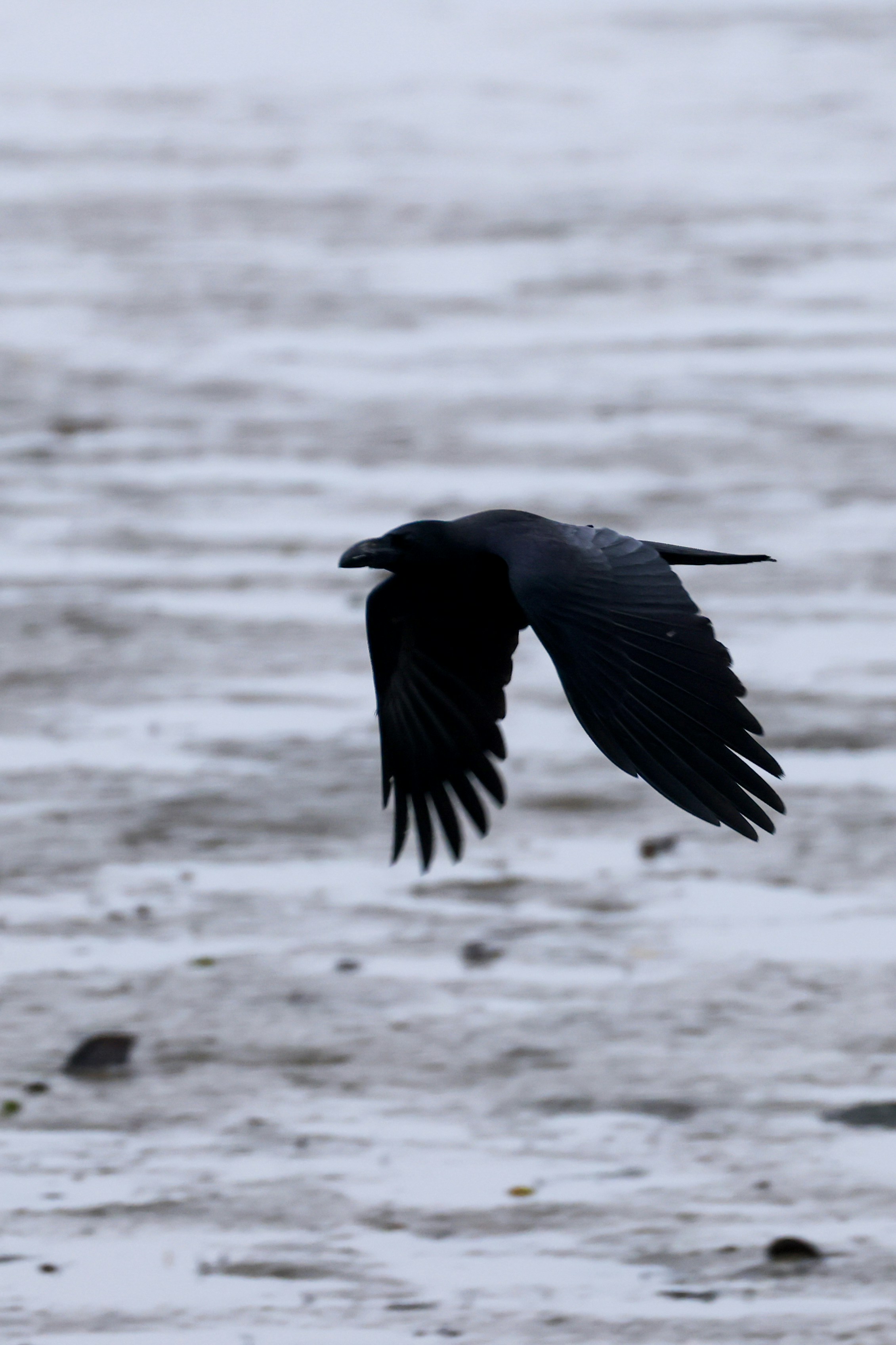 A black crow flying over a snowy landscape.