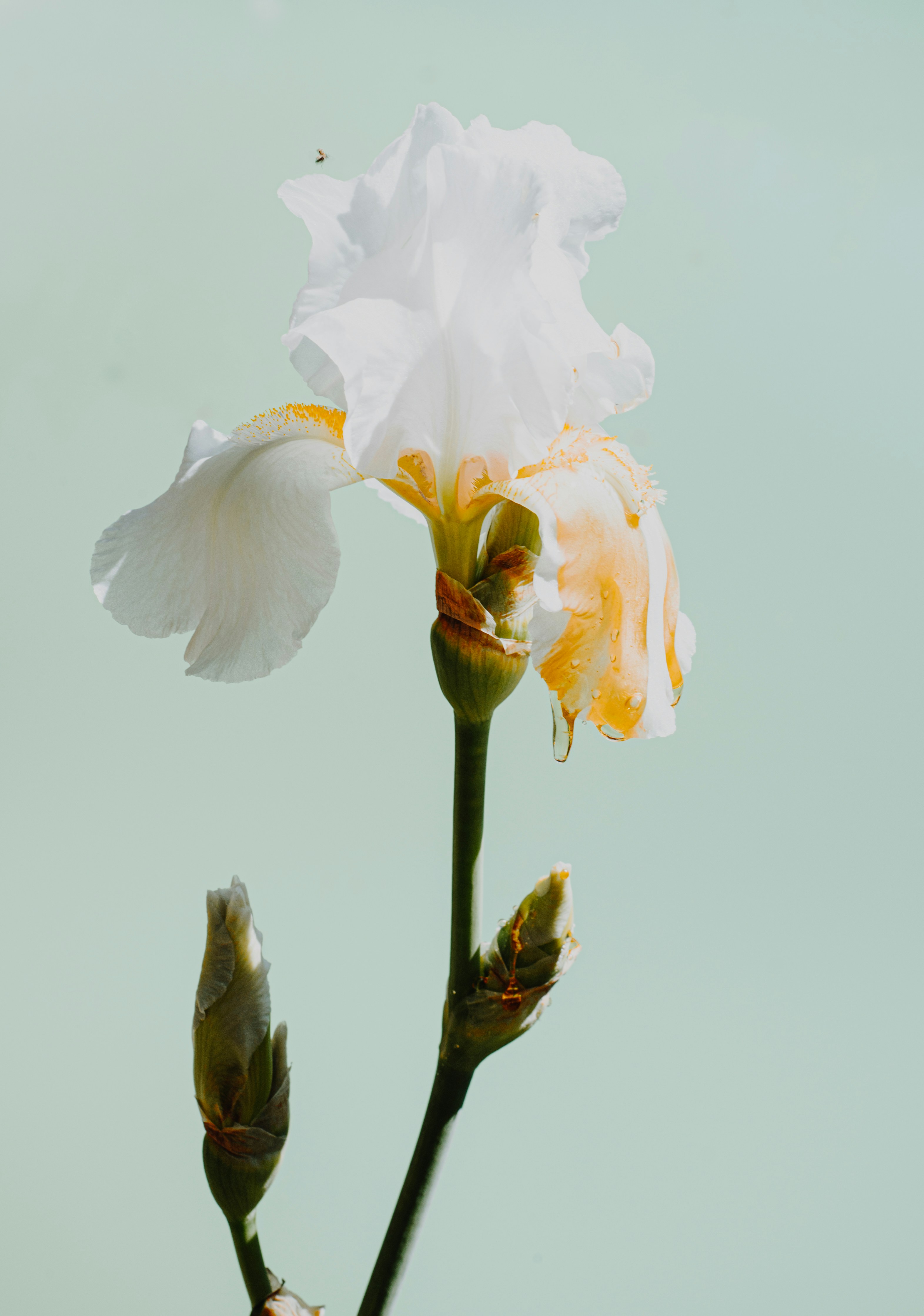 蕾のある繊細な白と黄色のアイリスの花です。