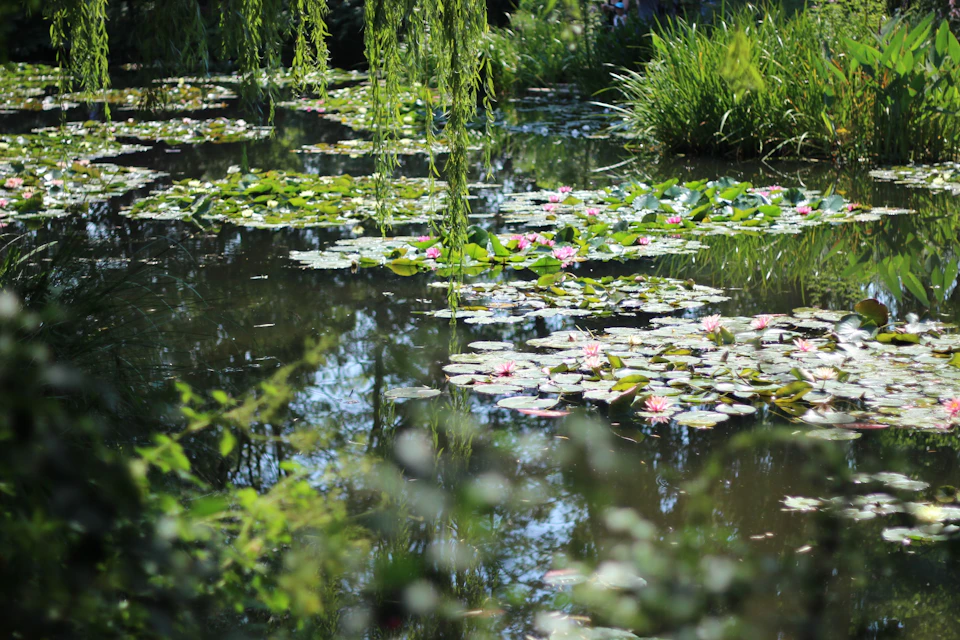 Serene pond filled with water lilies and aquatic plants in a tranquil atmosphere setting