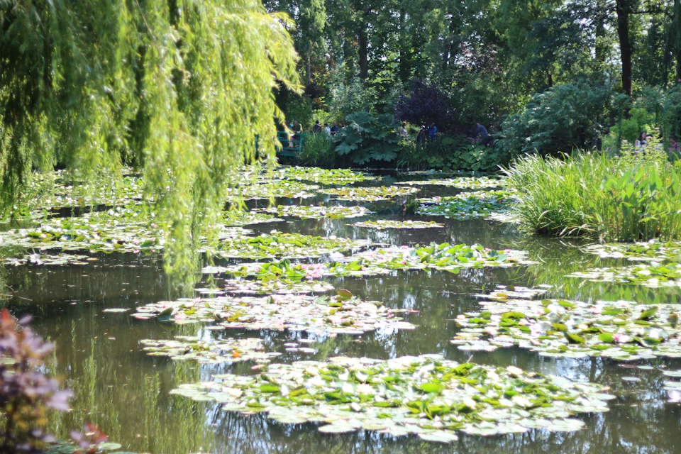 Serene pond filled with lily pads and water lilies in a lush garden setting