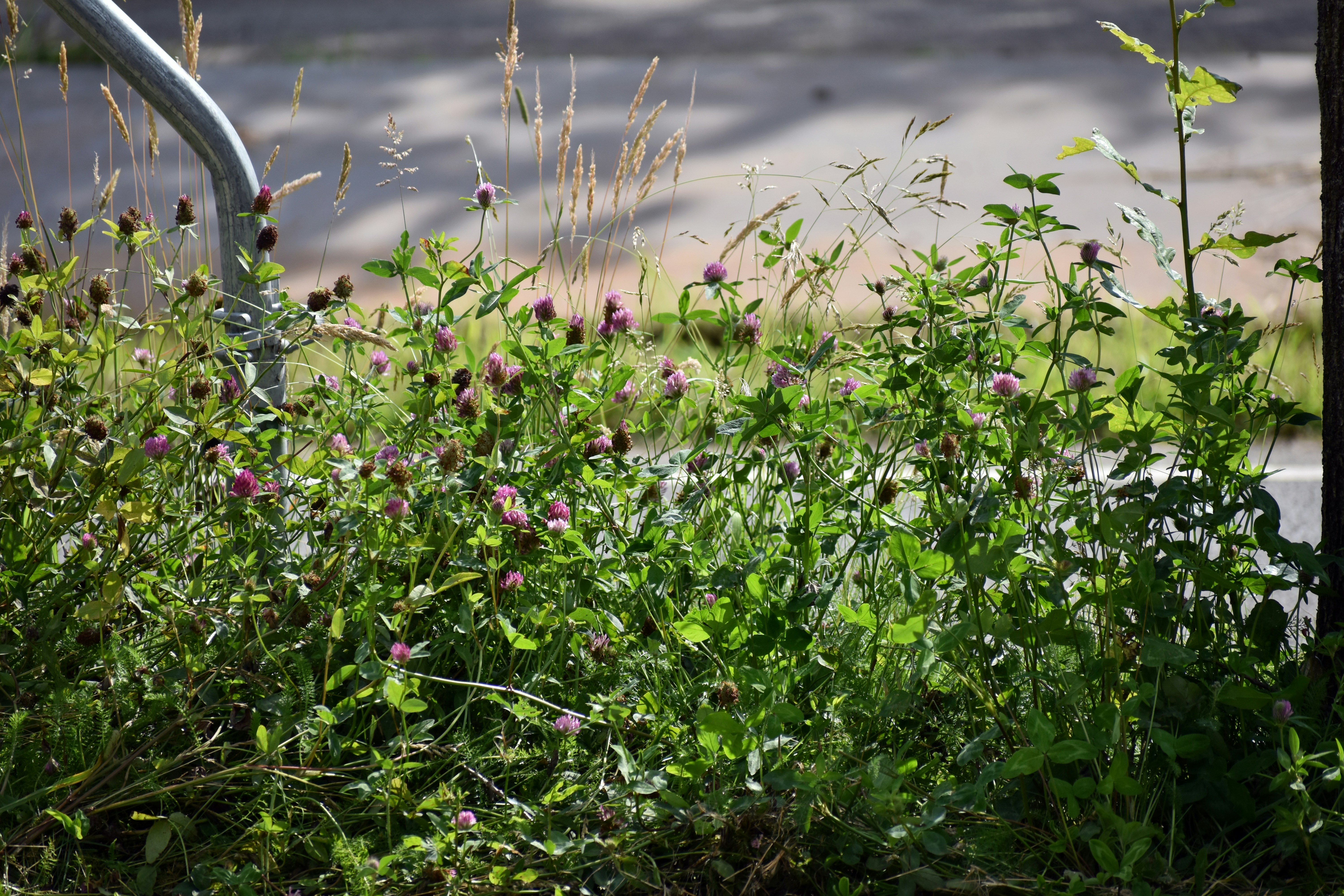 Campo de tréboles verdes con flores moradas y un poste metálico.