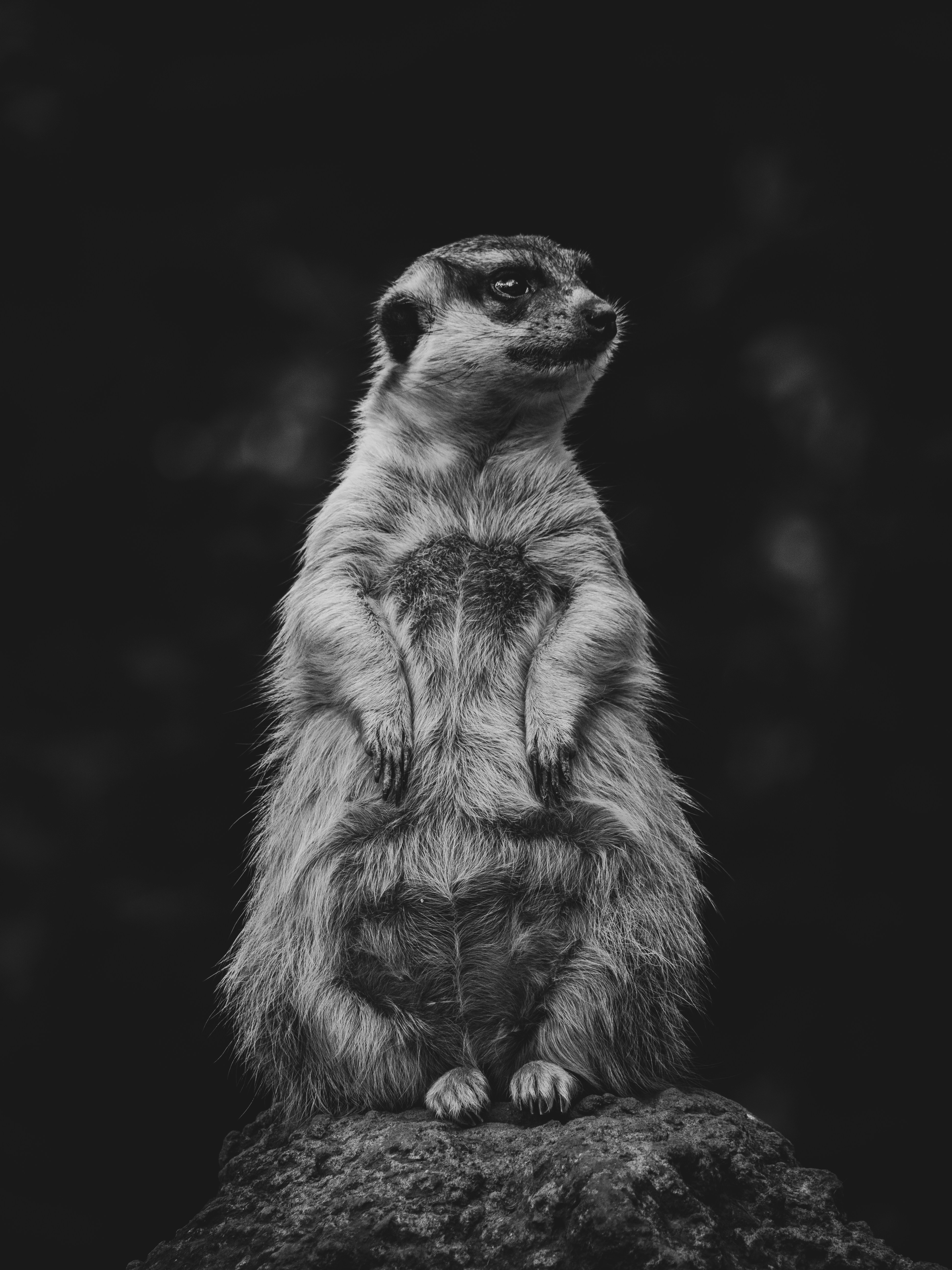 Ein Erdmännchen steht wachsam auf einem Felsen.