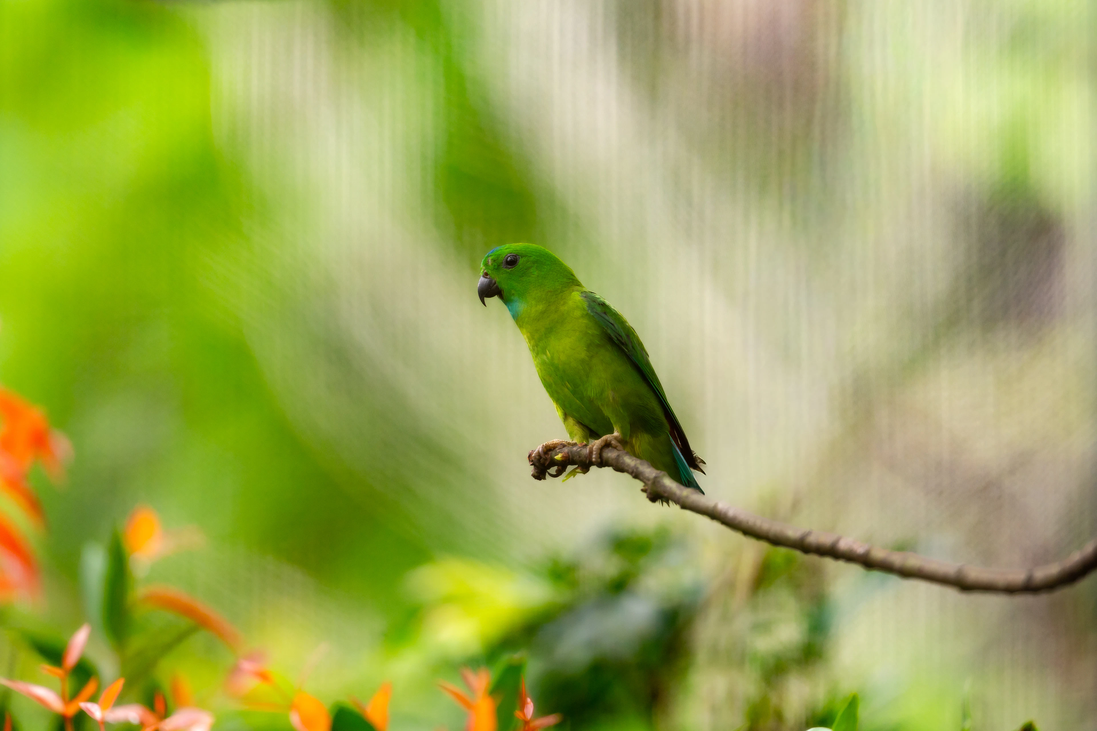 Small green parrotlet perched on a branch