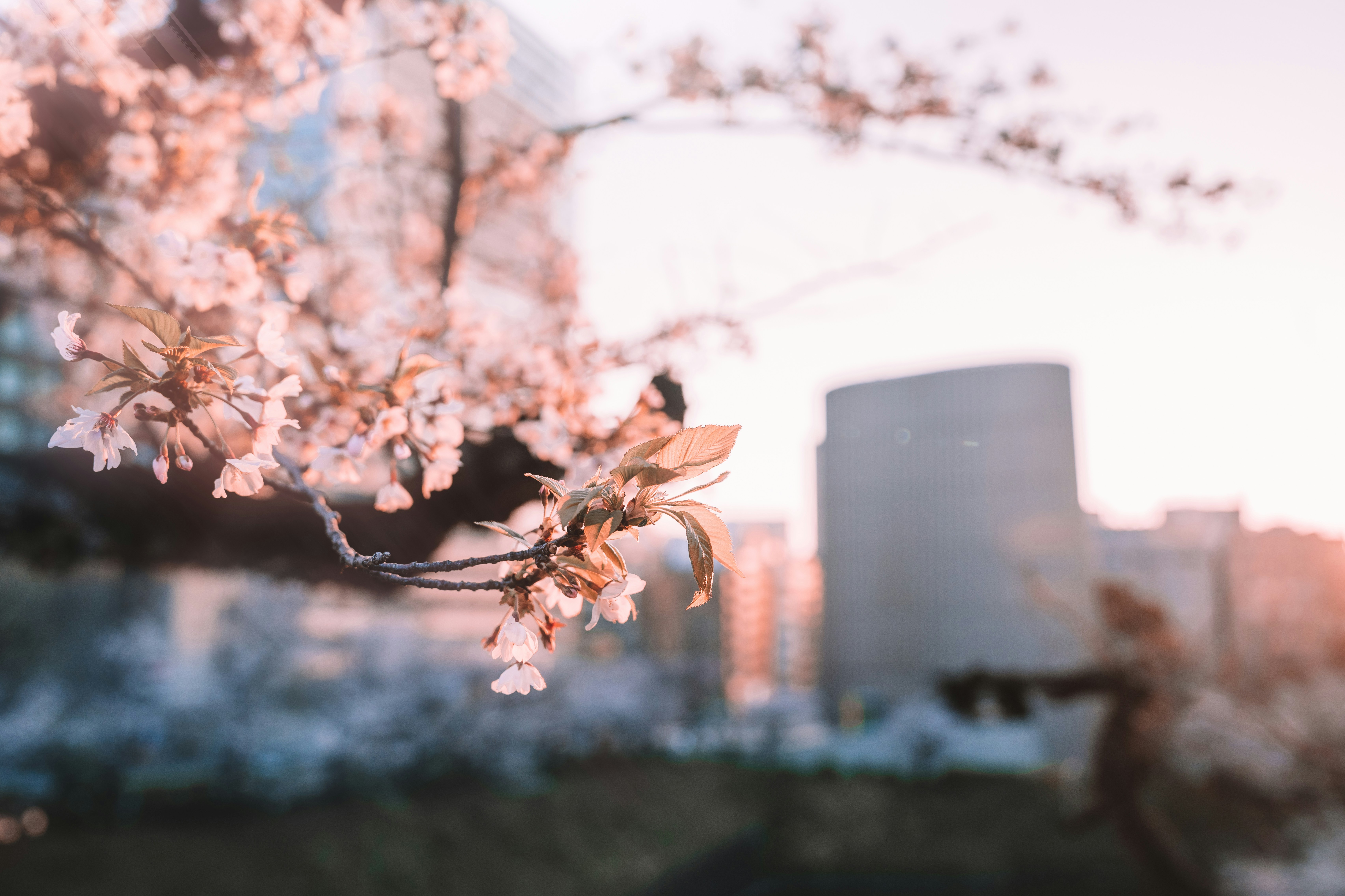 Cherry blossoms bloom with city buildings in background