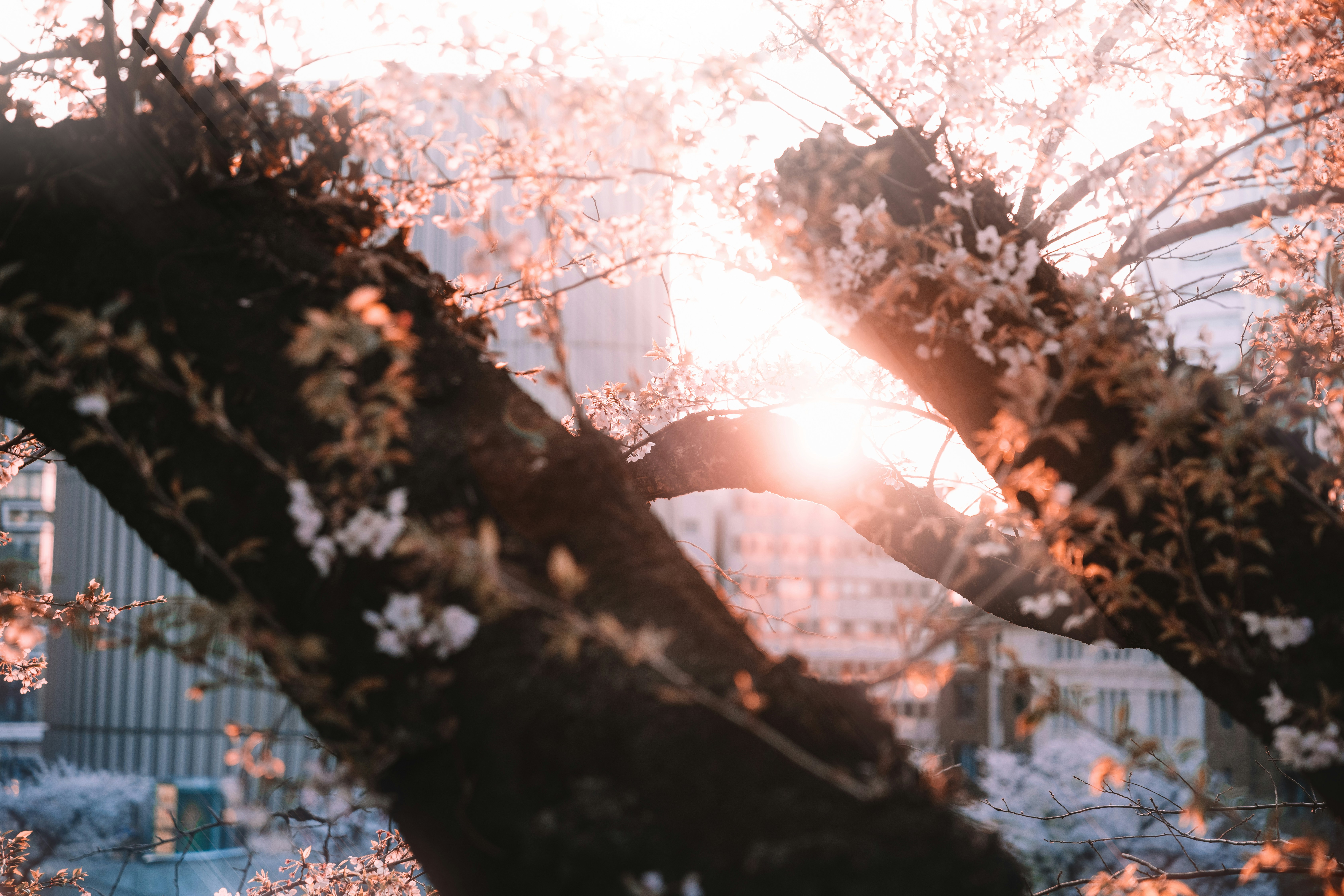 La lumière du soleil filtre à travers les cerisiers en fleurs.