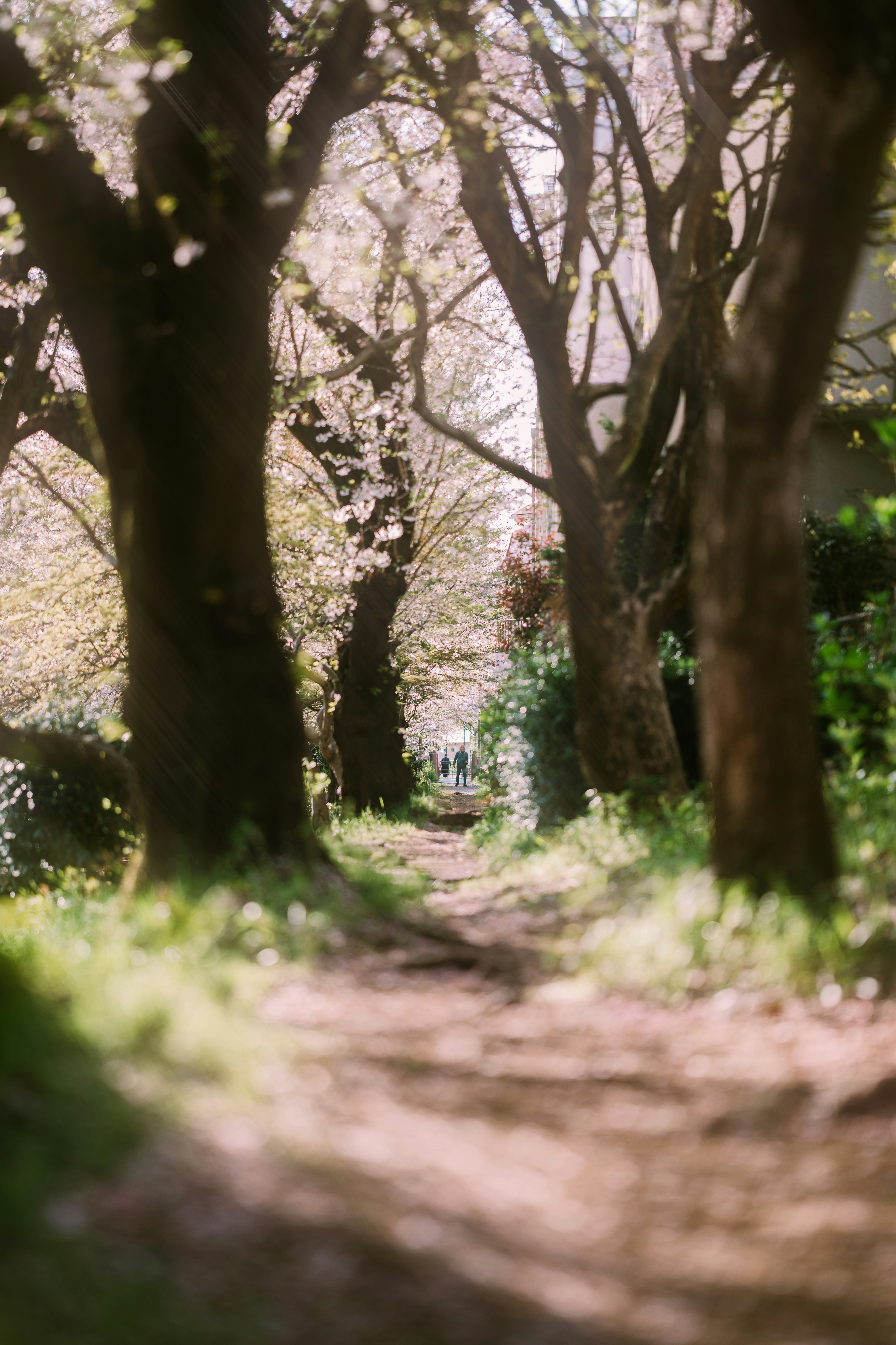 Un sentier bordé de cerisiers en fleurs en fleurs au printemps.