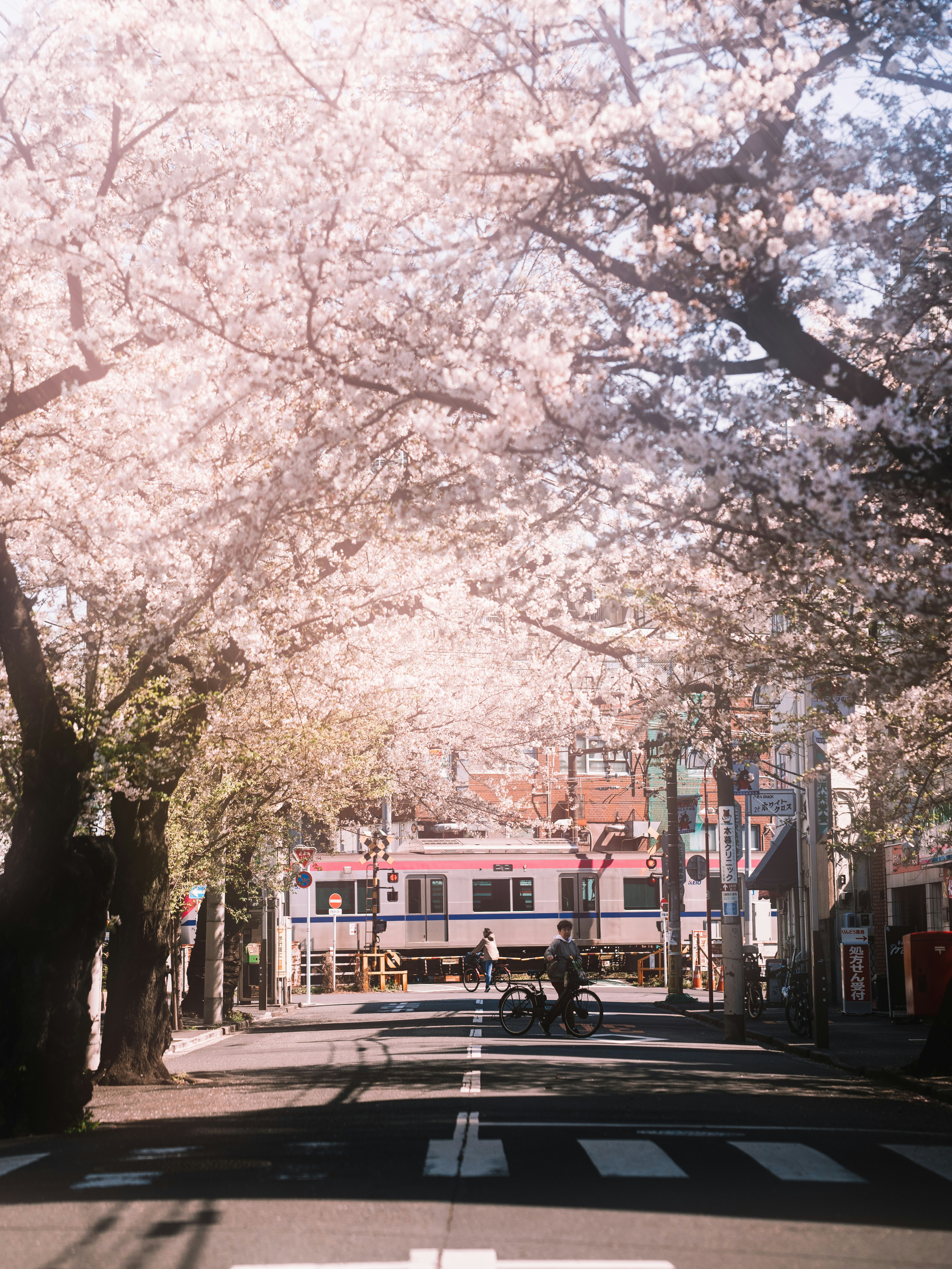 Train passant sous des cerisiers en fleurs en fleurs