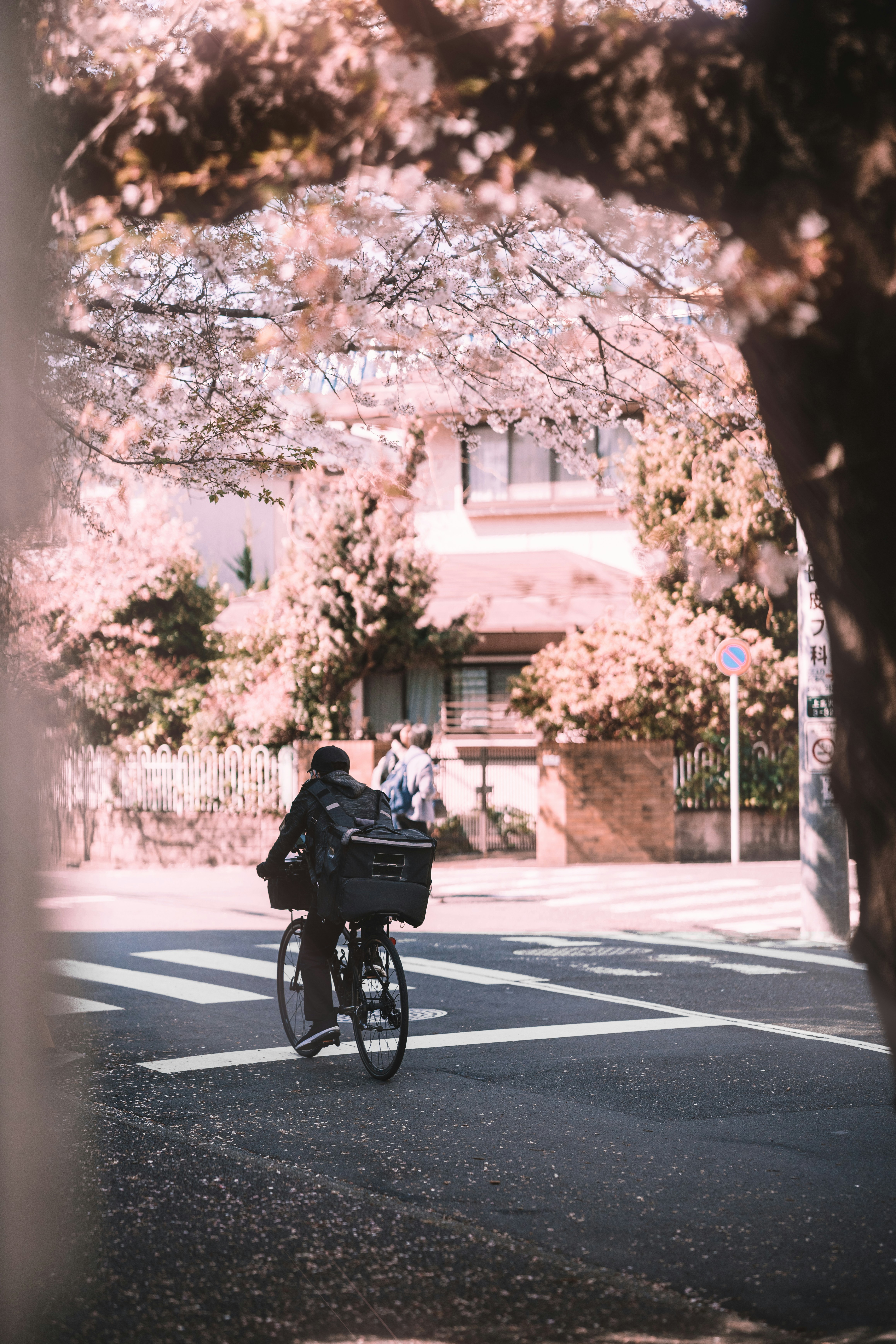 Une personne fait du vélo devant des cerisiers en fleurs