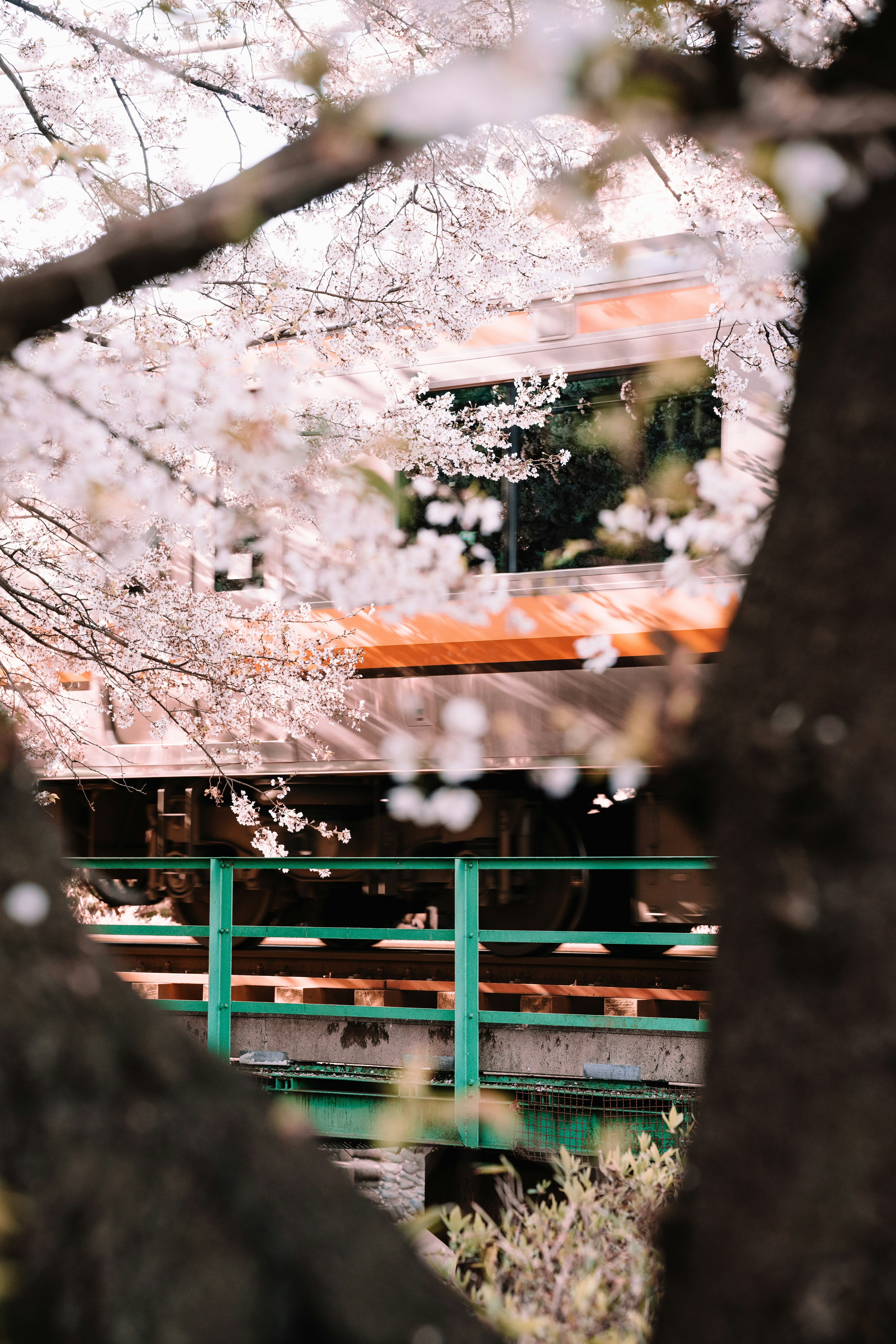 Les cerisiers en fleurs encadrent un pont et un bâtiment verts.