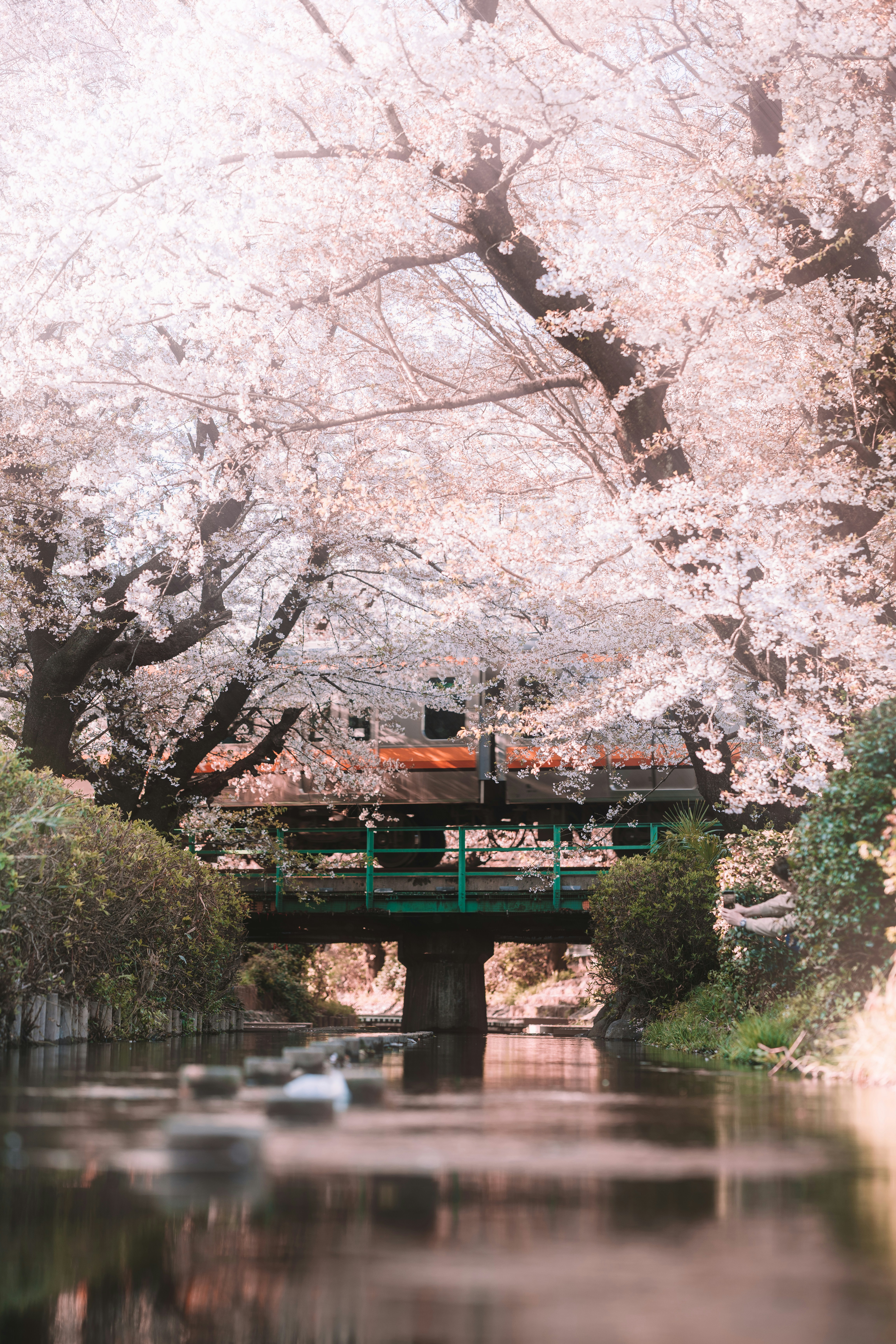 Un pont entouré de cerisiers en fleurs en fleurs