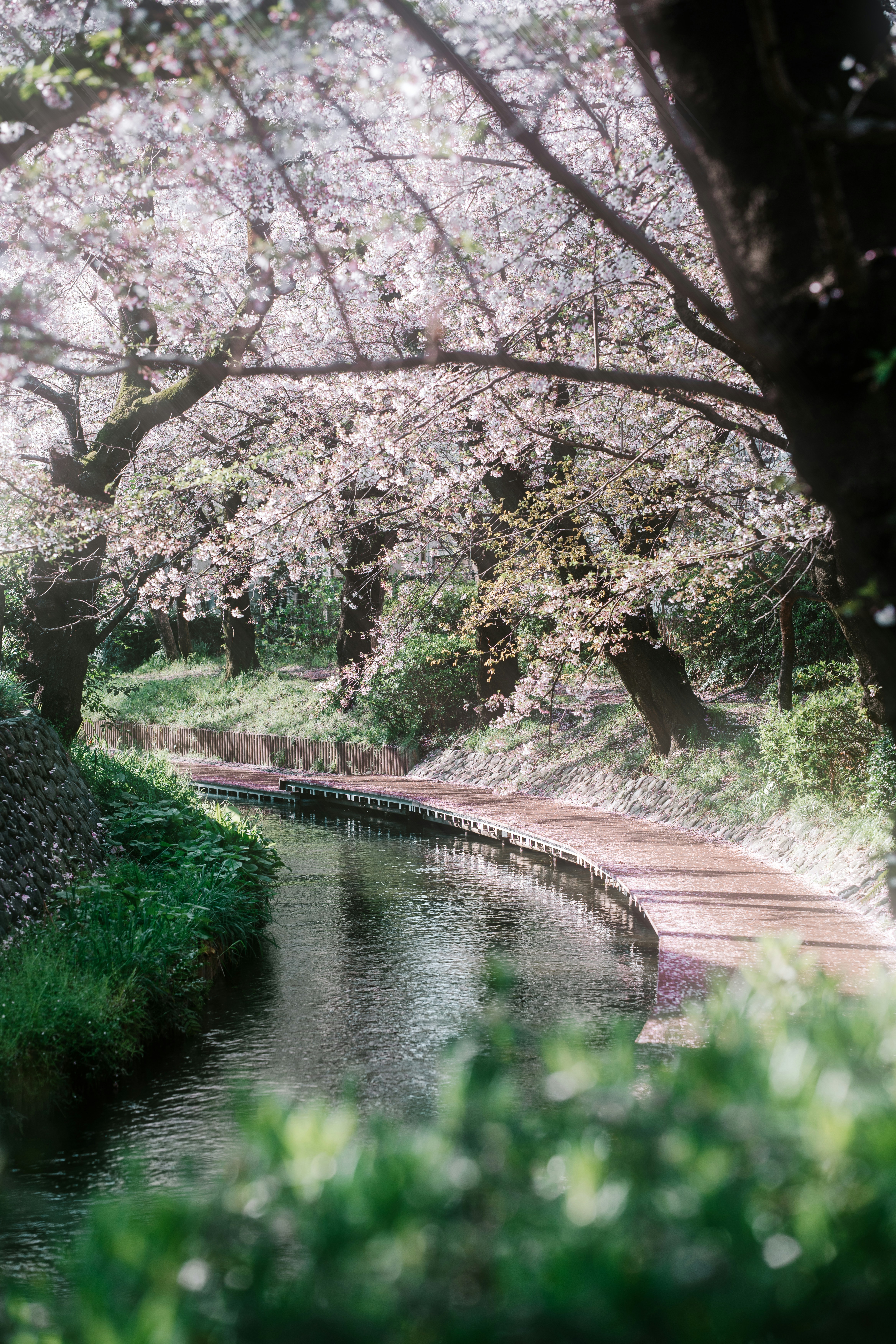 Seasonal flowers in a Japanese park in bloom
