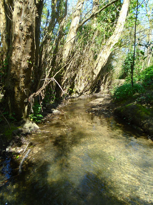 Source d'eau claire en forêt — NaturiaGo