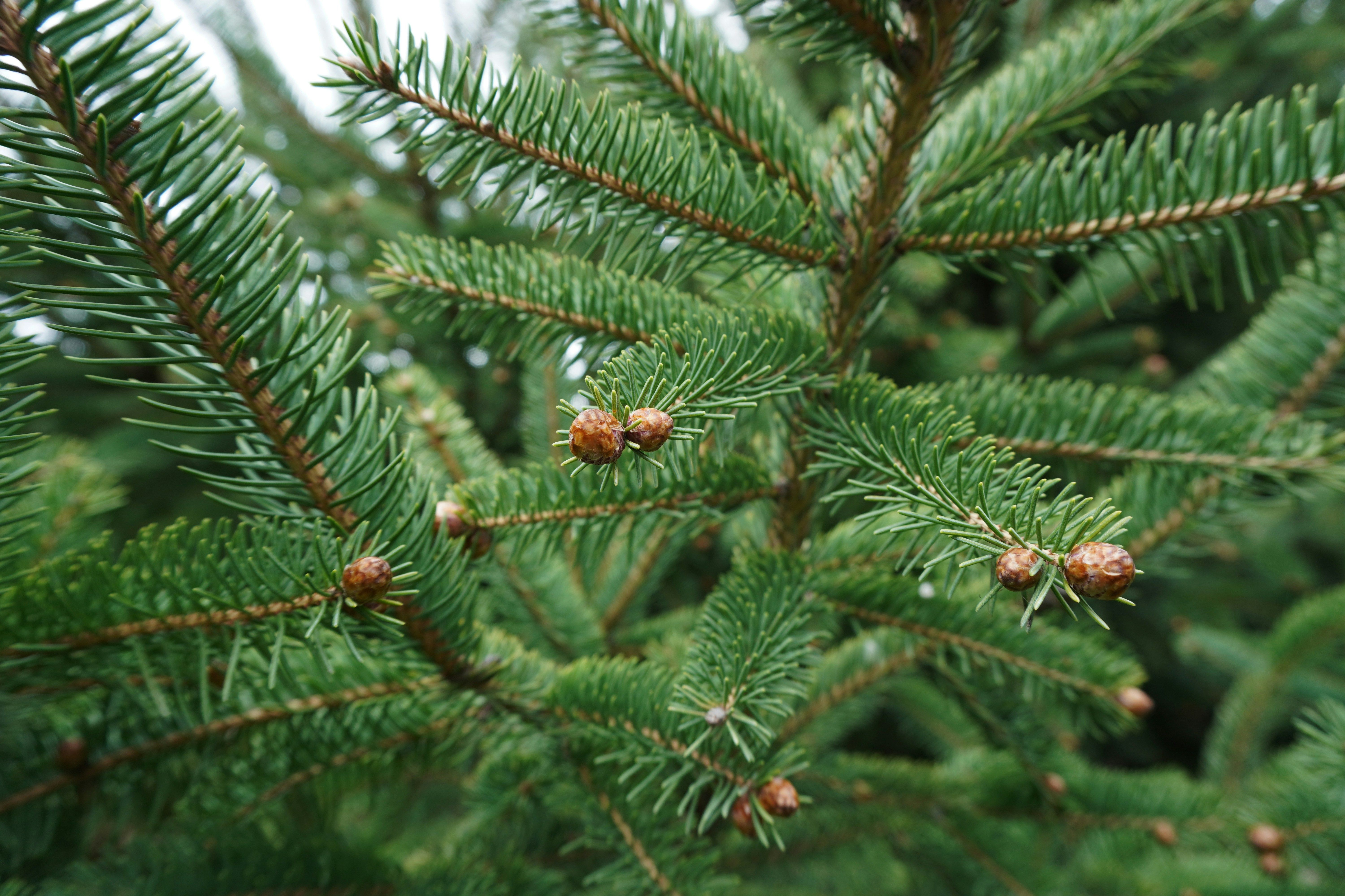 Photo by nelly_shemshenovi