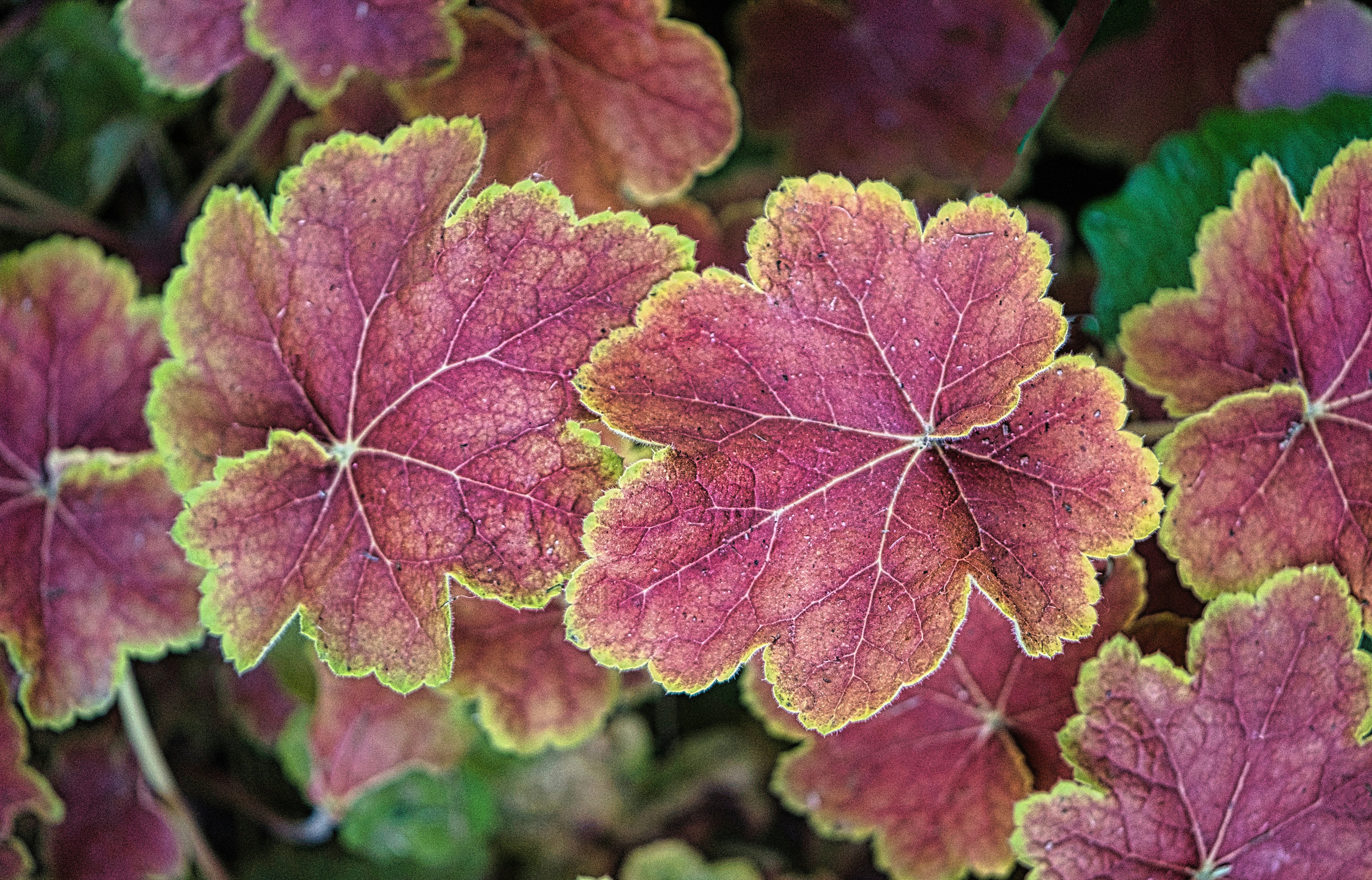 Close-up of vibrant purple and green heuchera leaves.