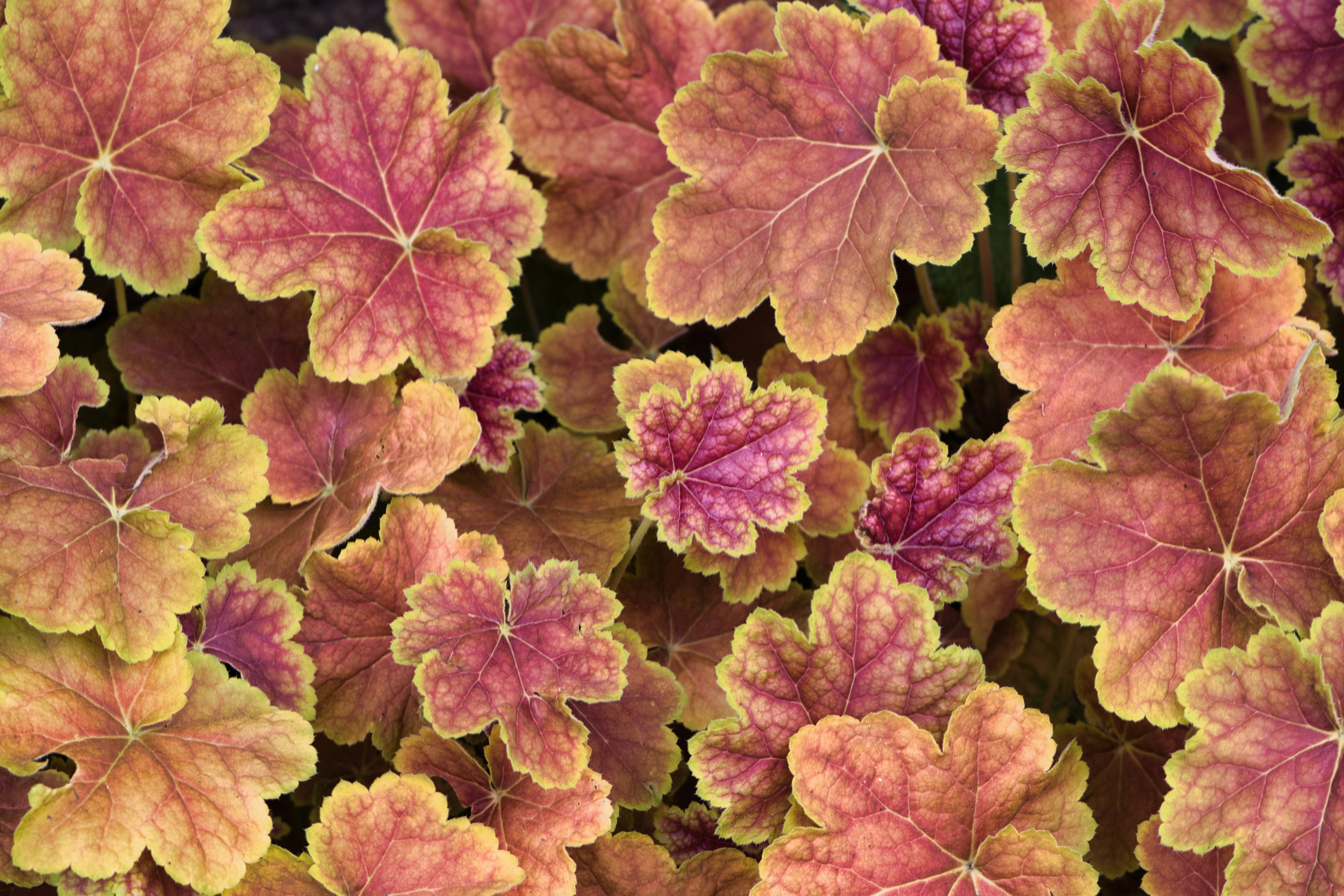 Close-up of reddish-pink and yellow heuchera leaves.