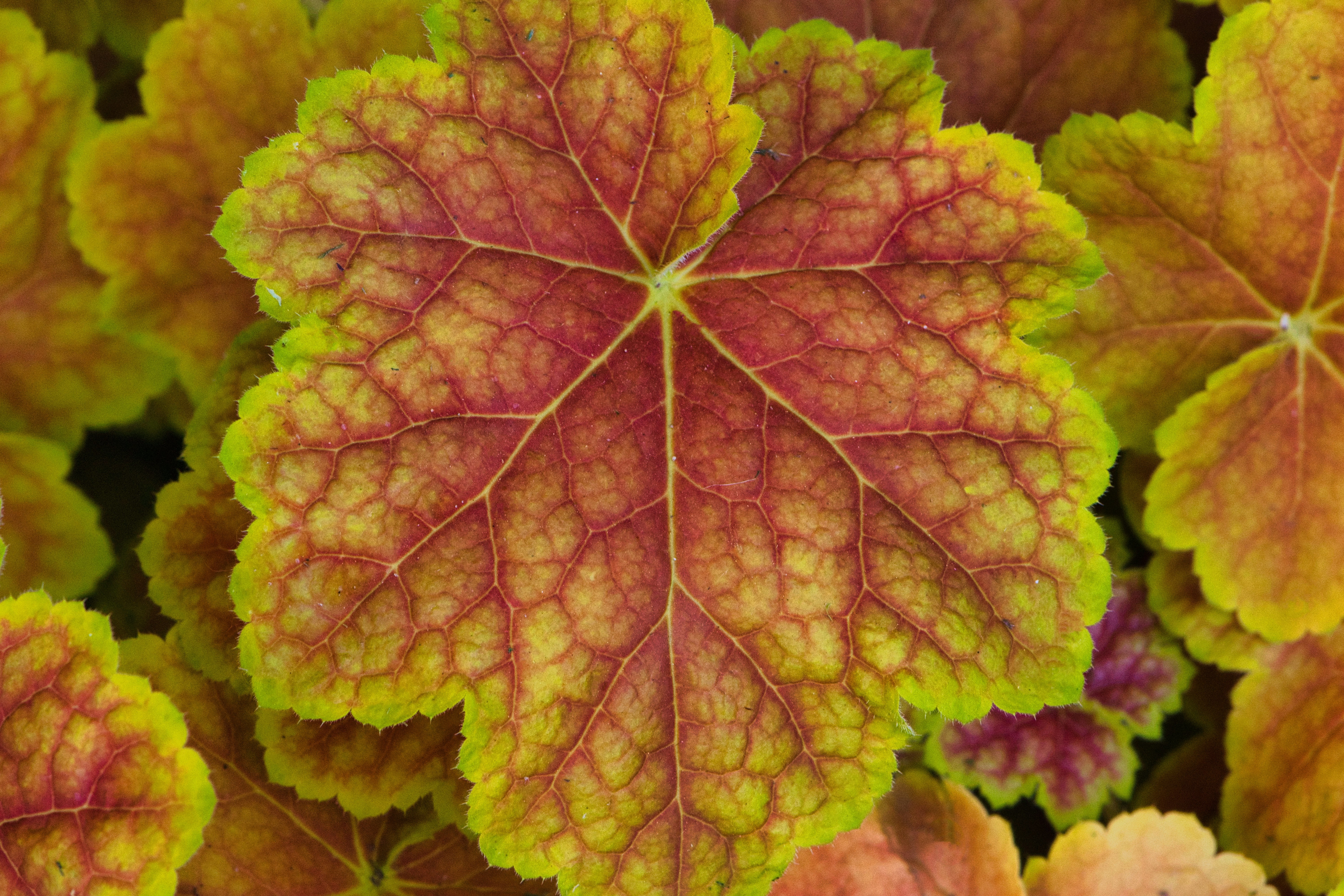 Close-up of a colorful heuchera plant leaf.