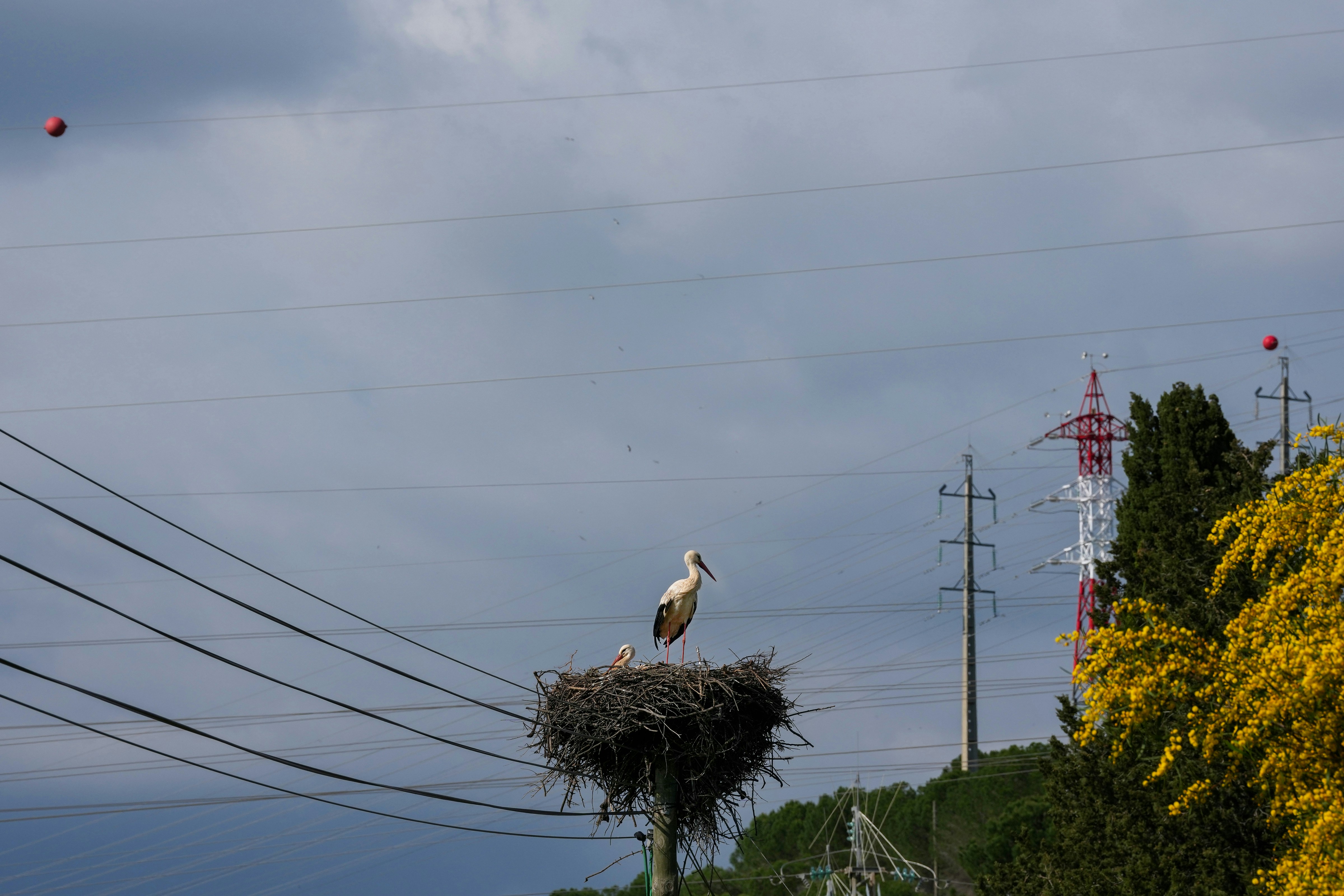 Two storks nesting on a pole with power lines.