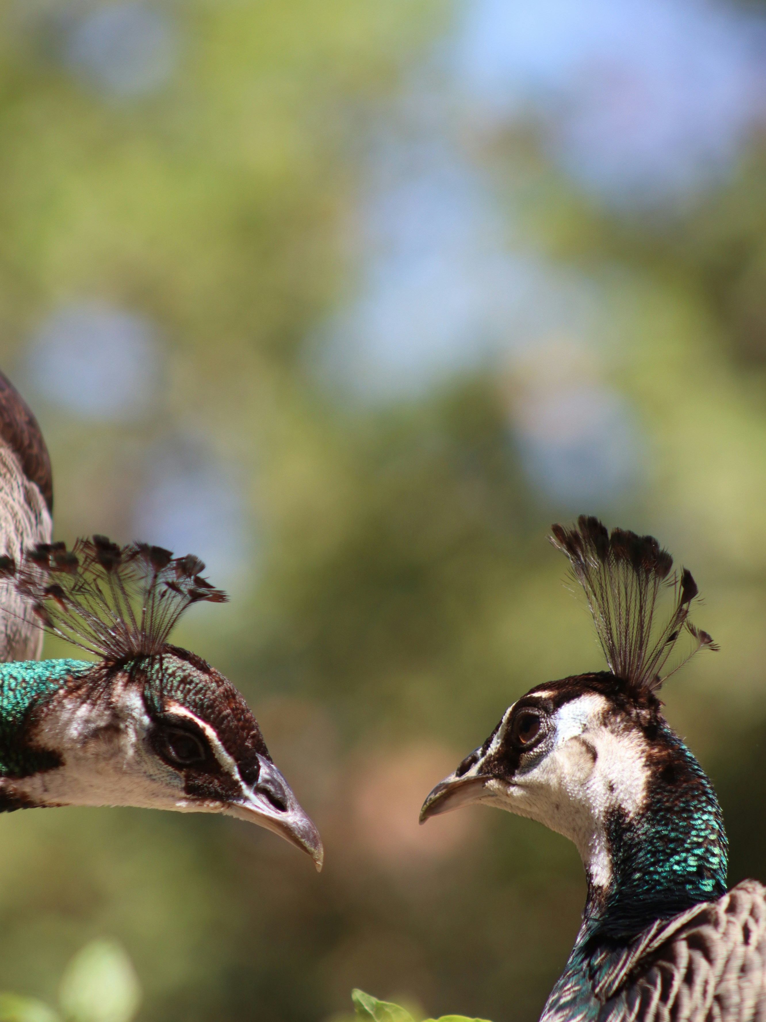 Deux paons face à face avec un fond feuillage vert