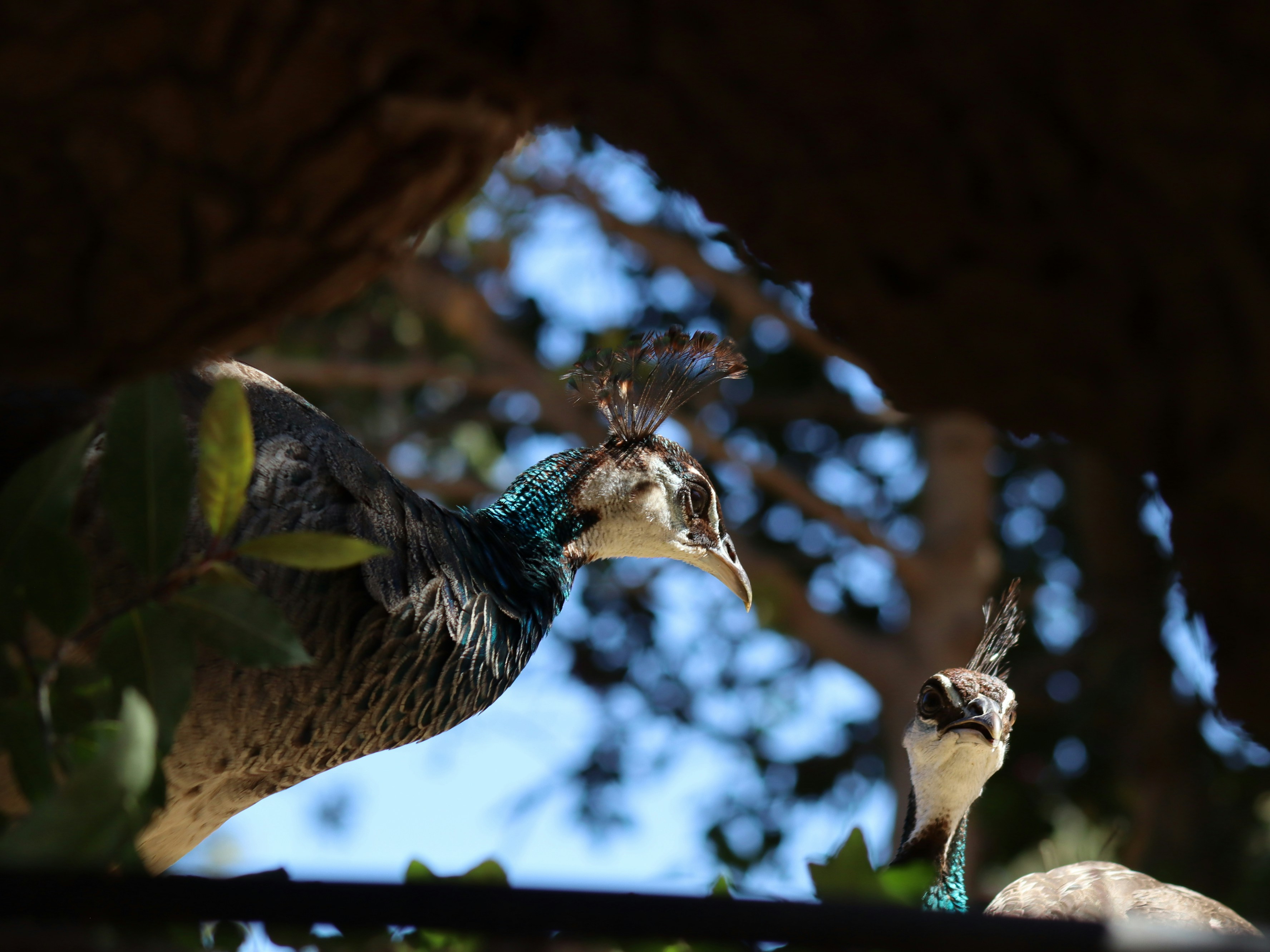 Deux paons perchés parmi les branches des arbres