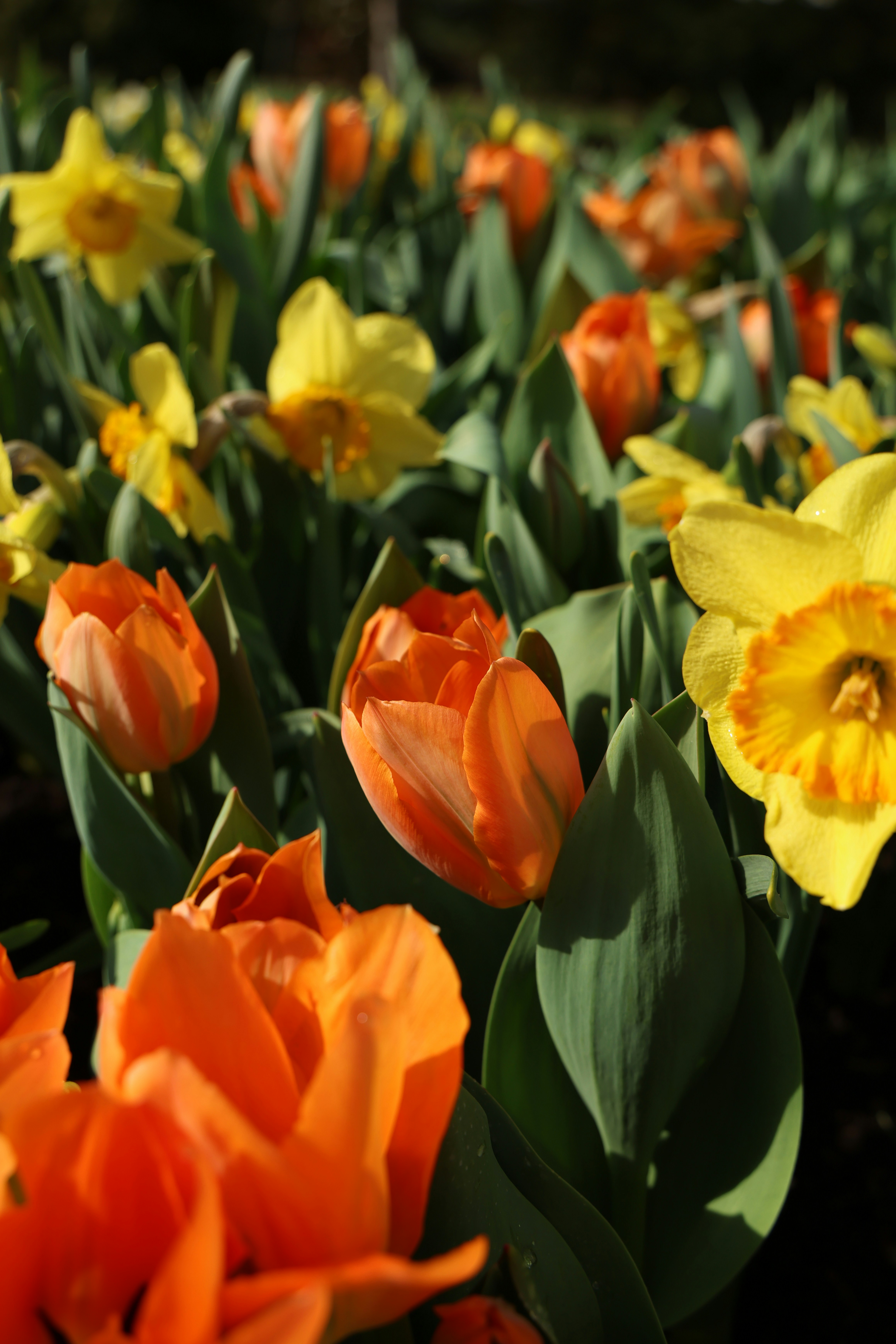 Orange tulips and yellow daffodils blooming in a garden