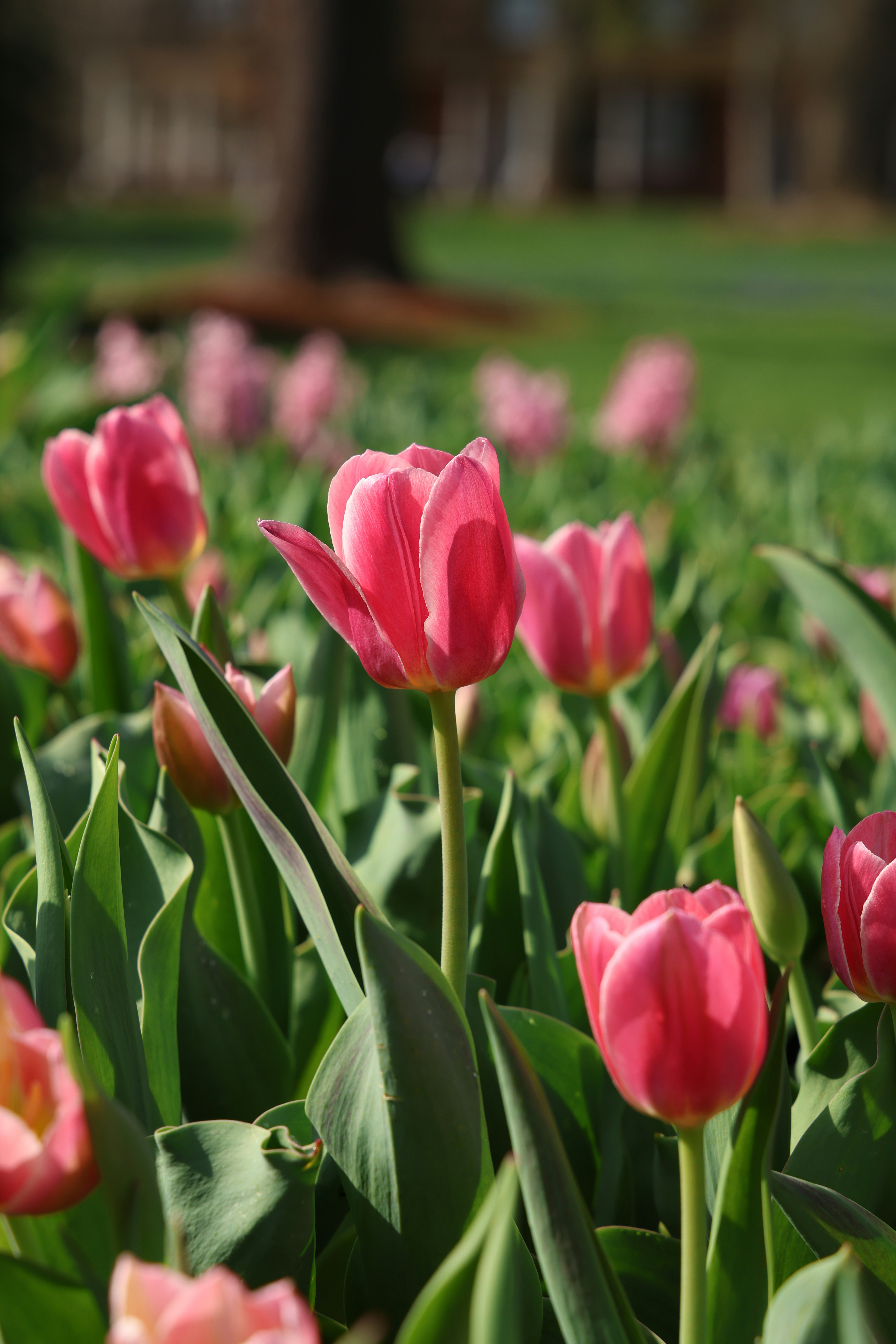 A field of vibrant pink tulips blooming in the sun.